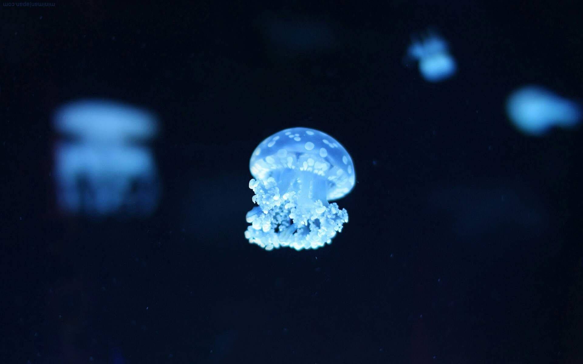 A jellyfish floating in the water. - Jellyfish