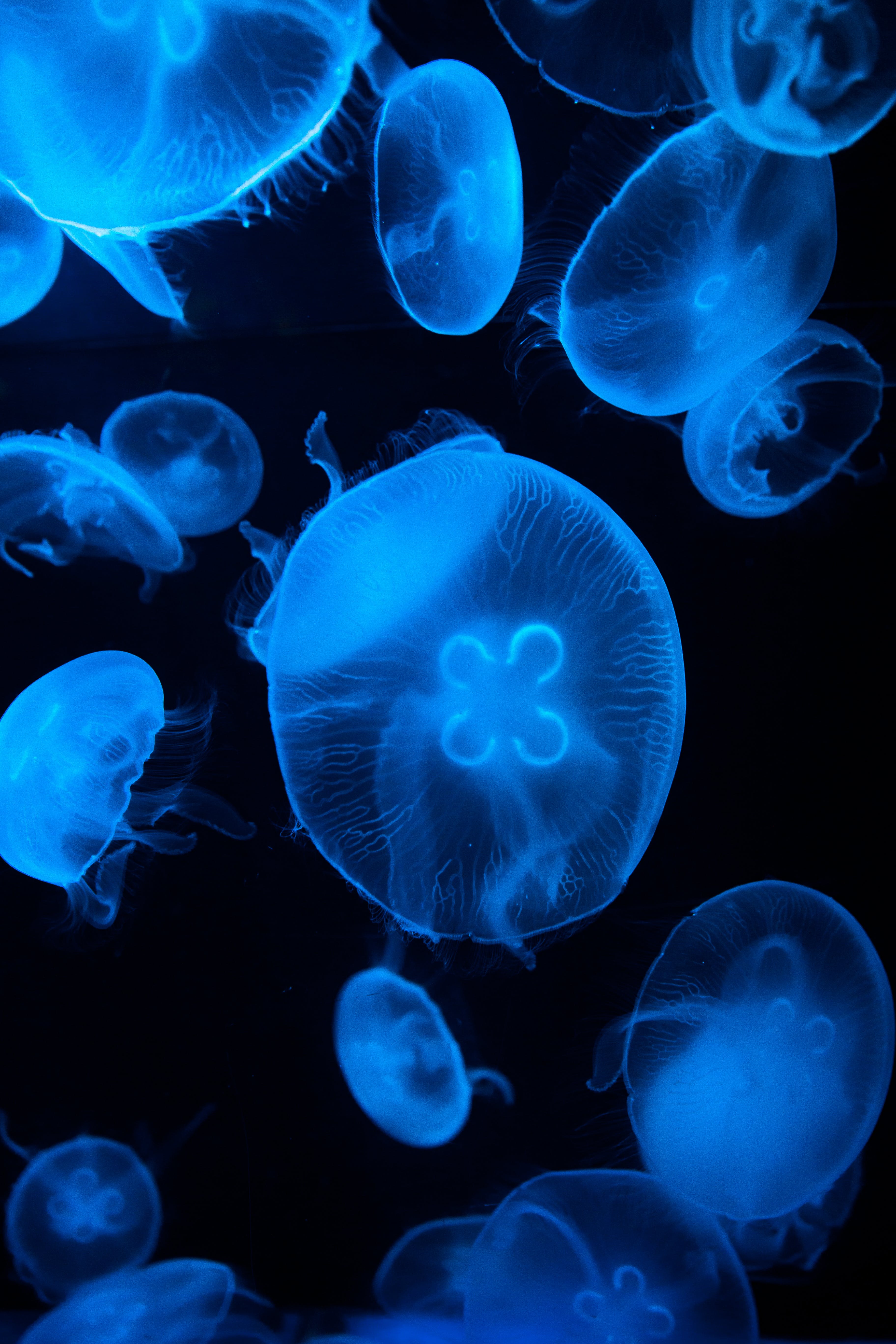 A group of jellyfish are illuminated blue in the dark of the ocean. - Jellyfish