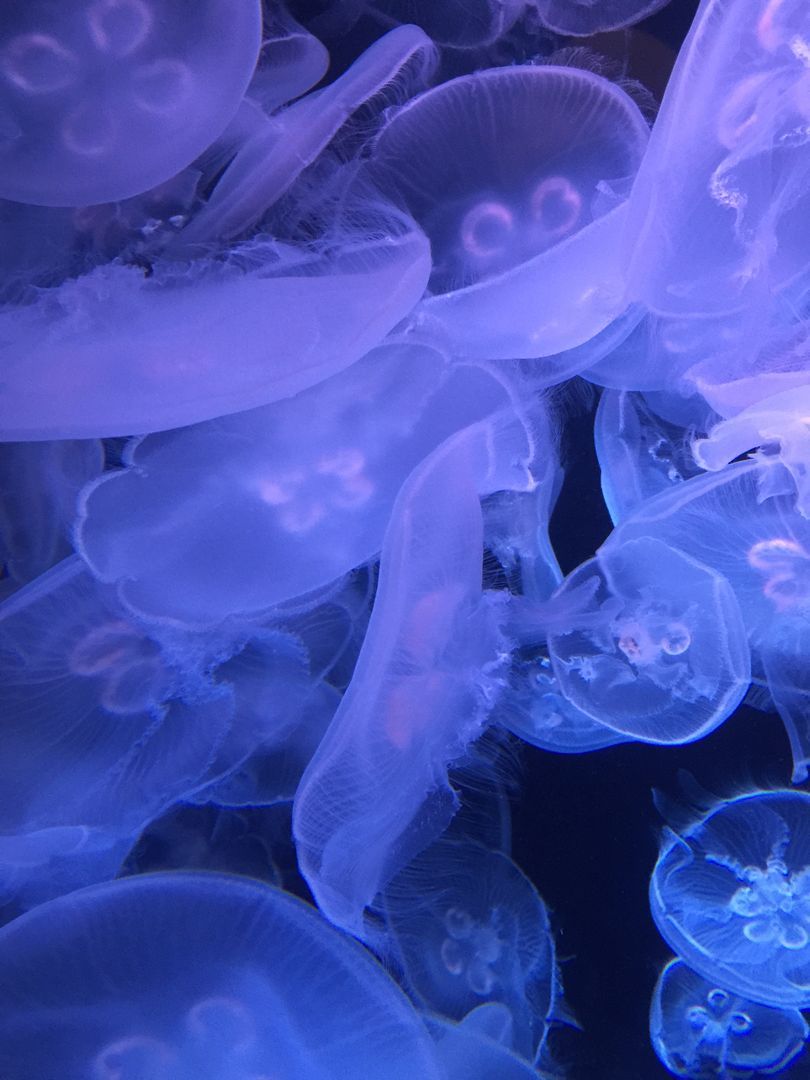 A group of jellyfish swimming in the water. - Jellyfish