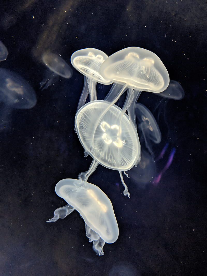 Moon Jellyfish, animals, nature, HD