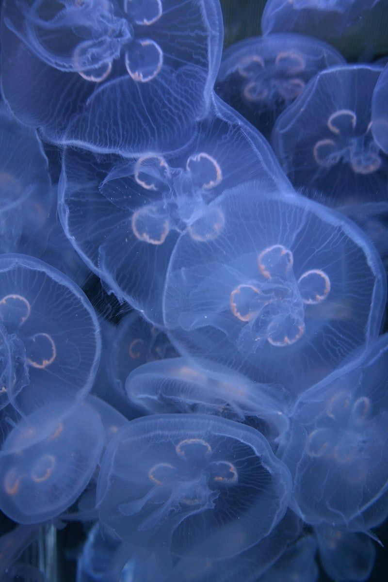 Blue Jellyfish Photo Image. Free