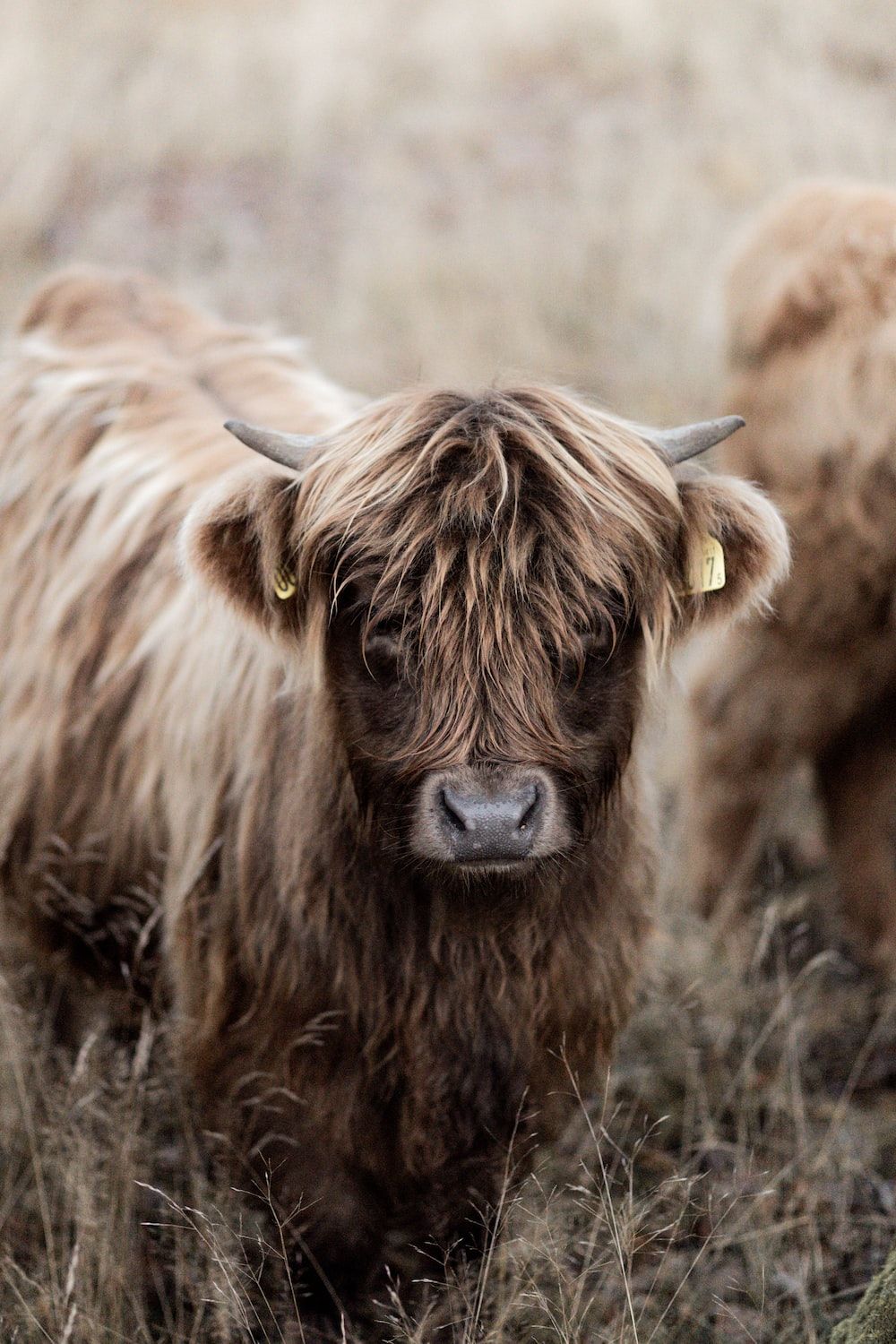 A couple of yaks in the grass - Cow