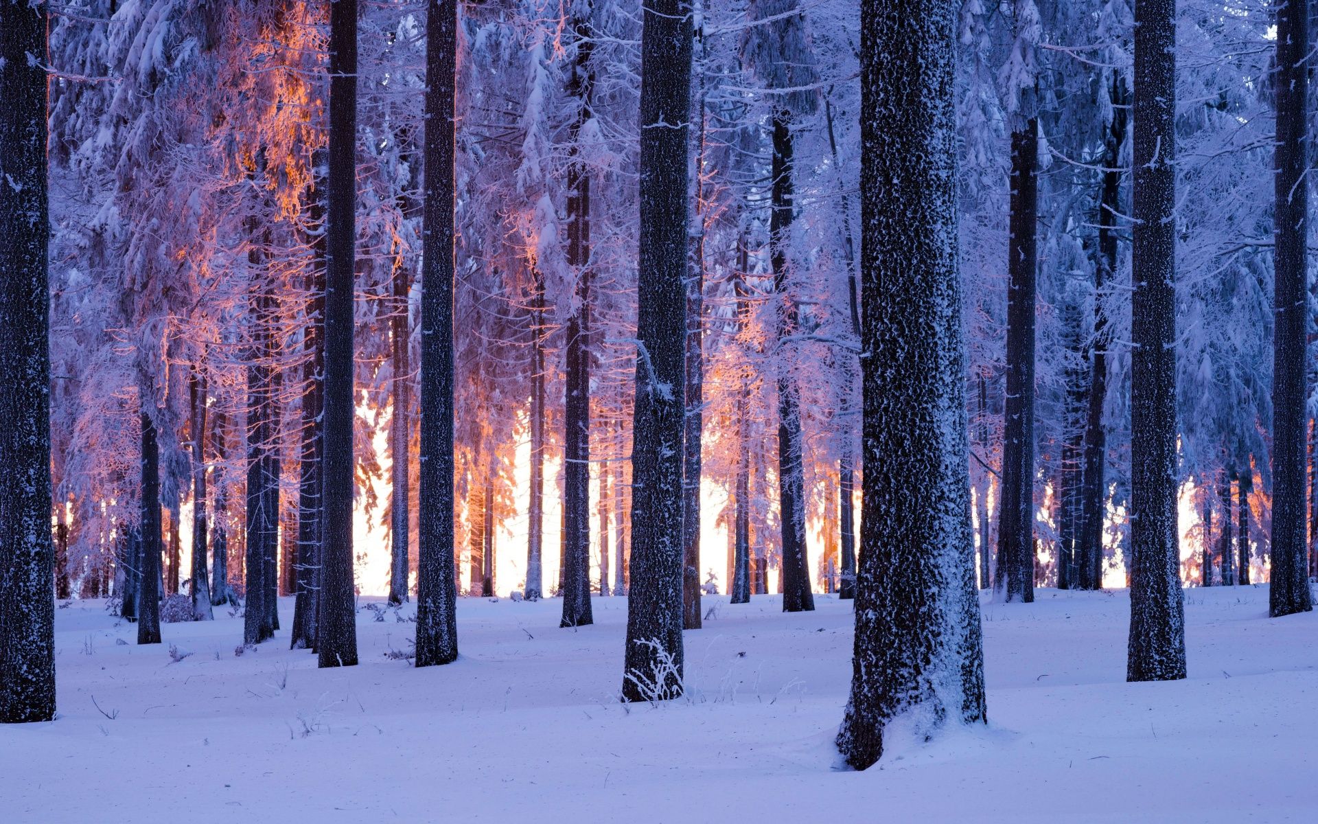 A forest of trees covered in snow at sunset - Forest