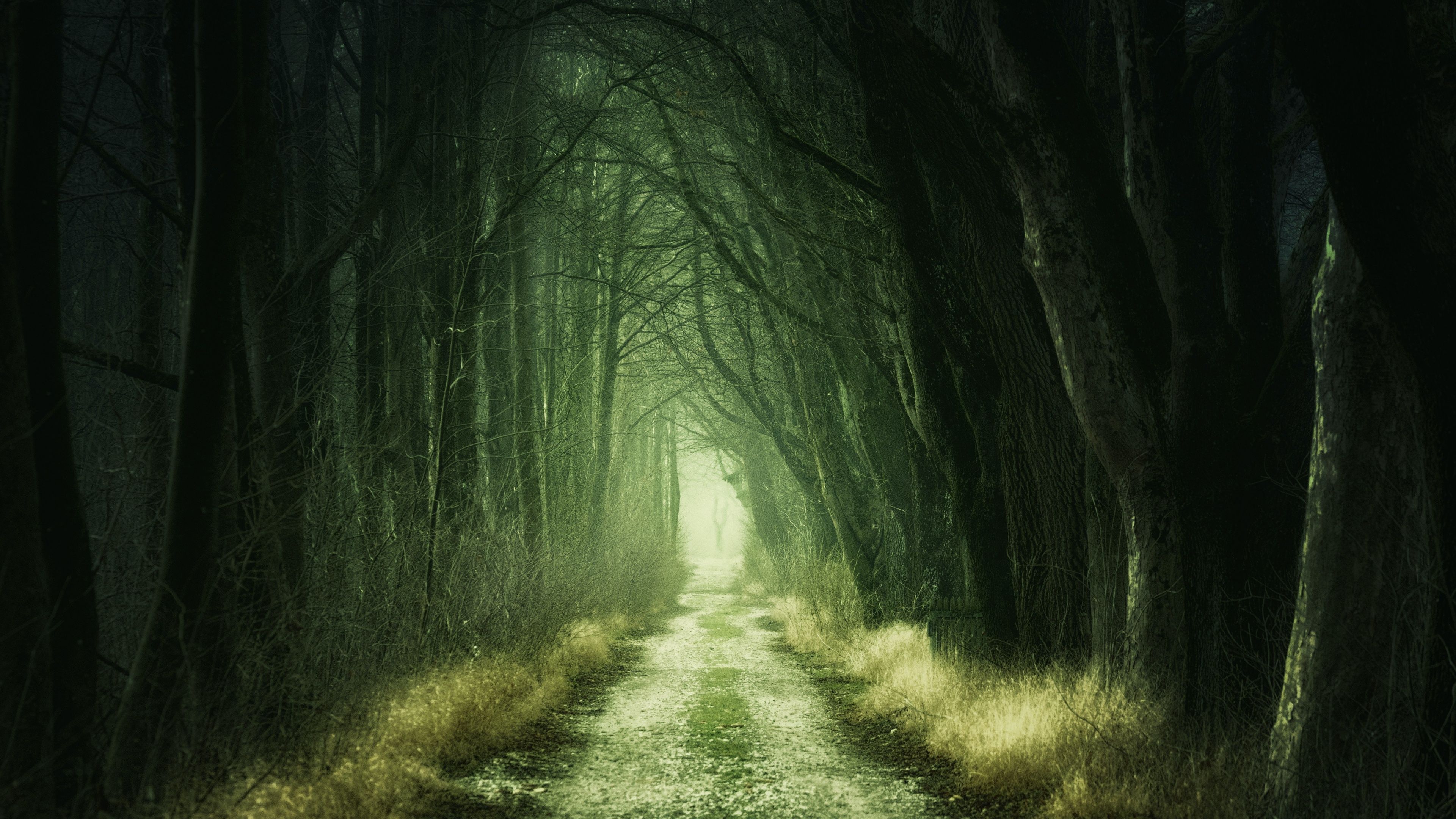 Forest Wallpaper 4K, Aesthetic, Path