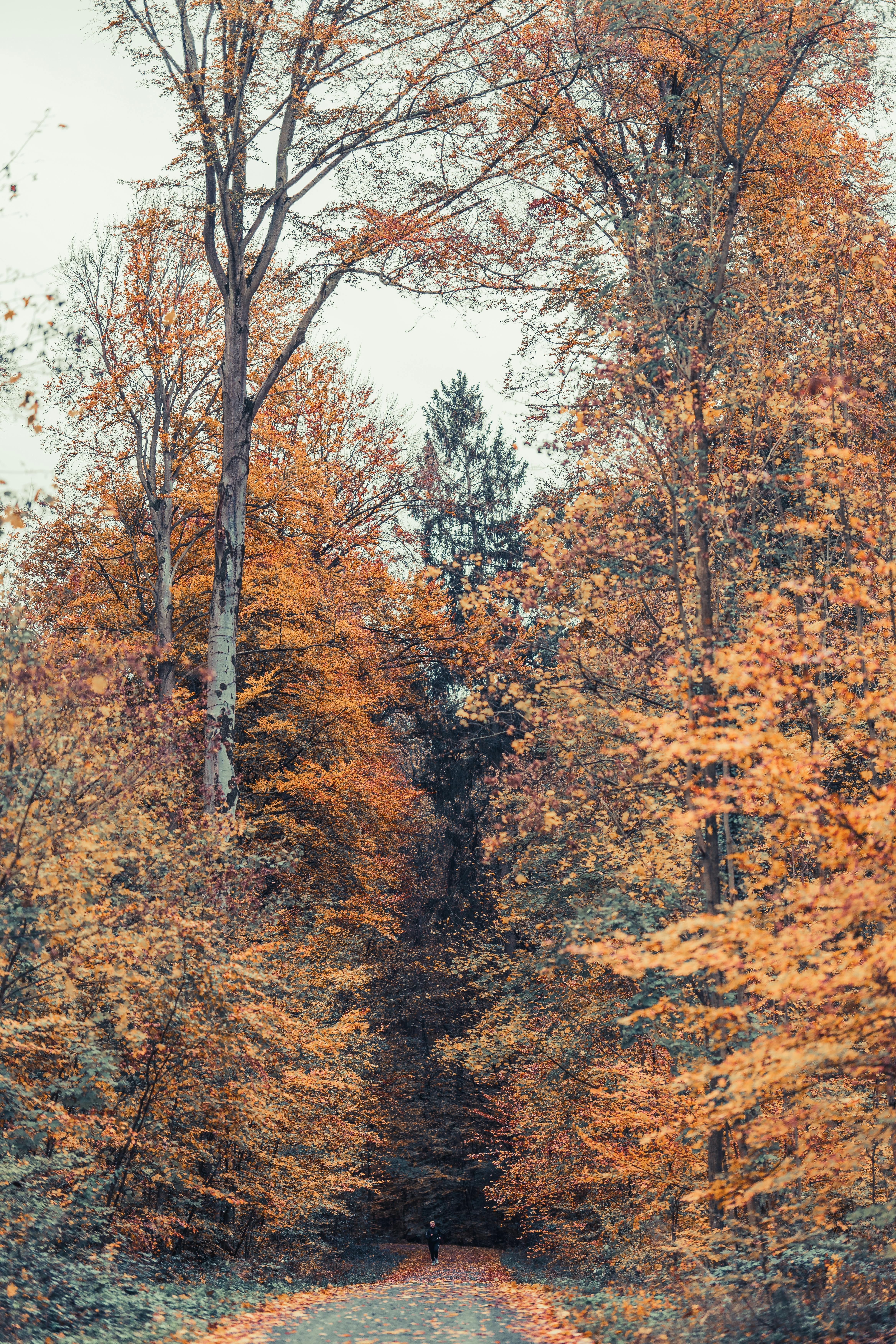 A man walking down a road surrounded by trees with yellow and orange leaves. - Forest