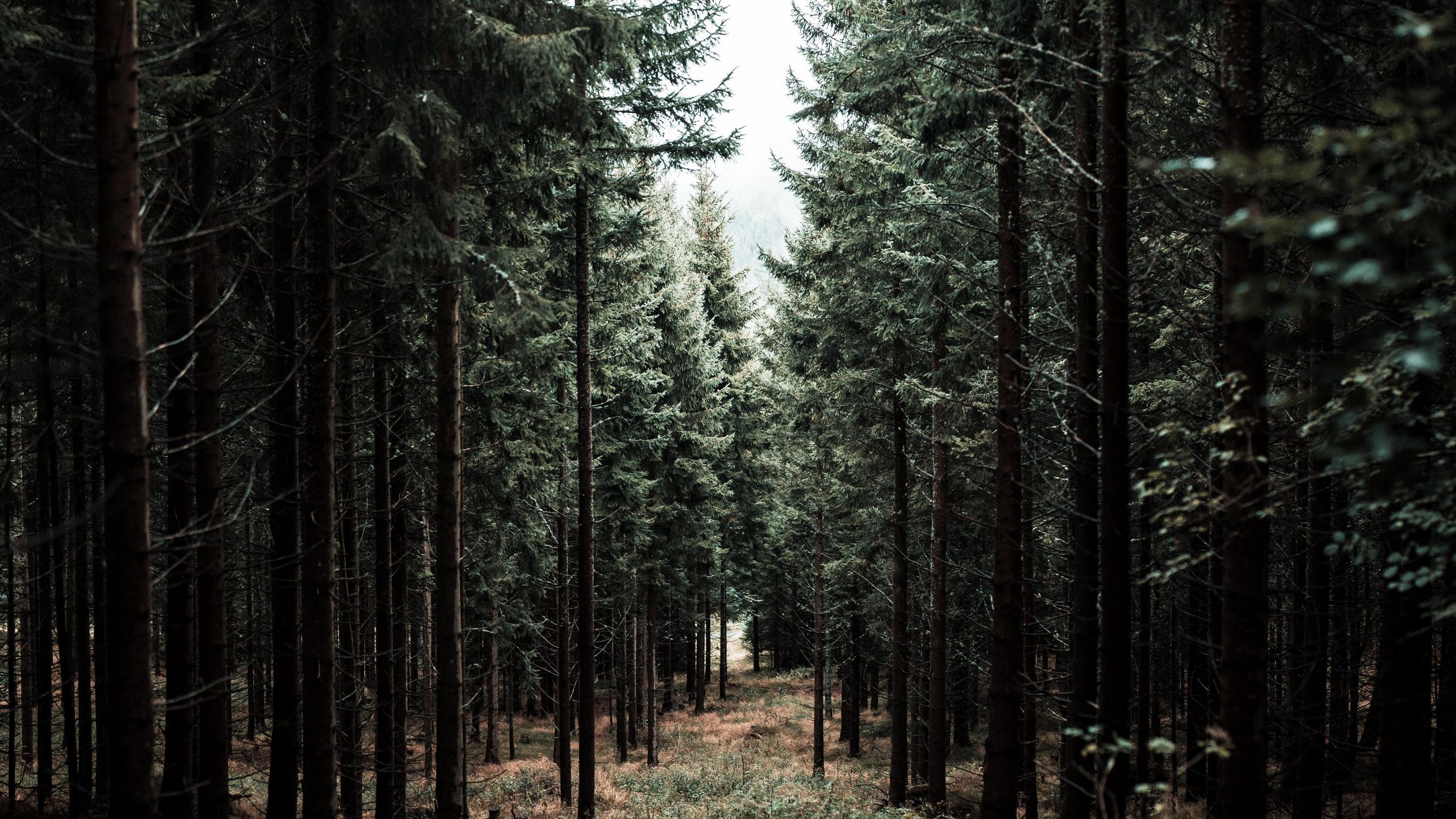 A forest of trees with a dirt path in the middle. - Forest