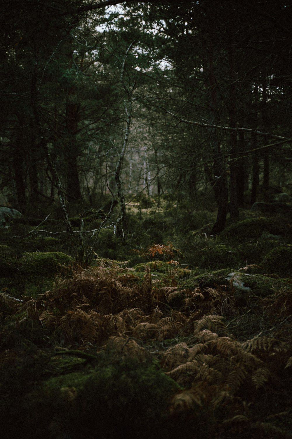 A forest floor covered in ferns and moss. - Forest