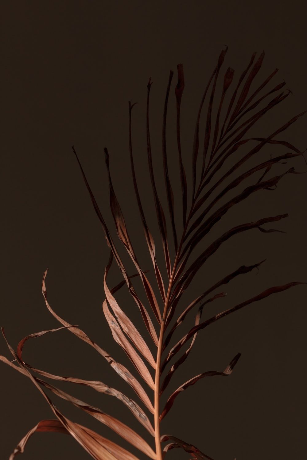 brown plant in black background photo