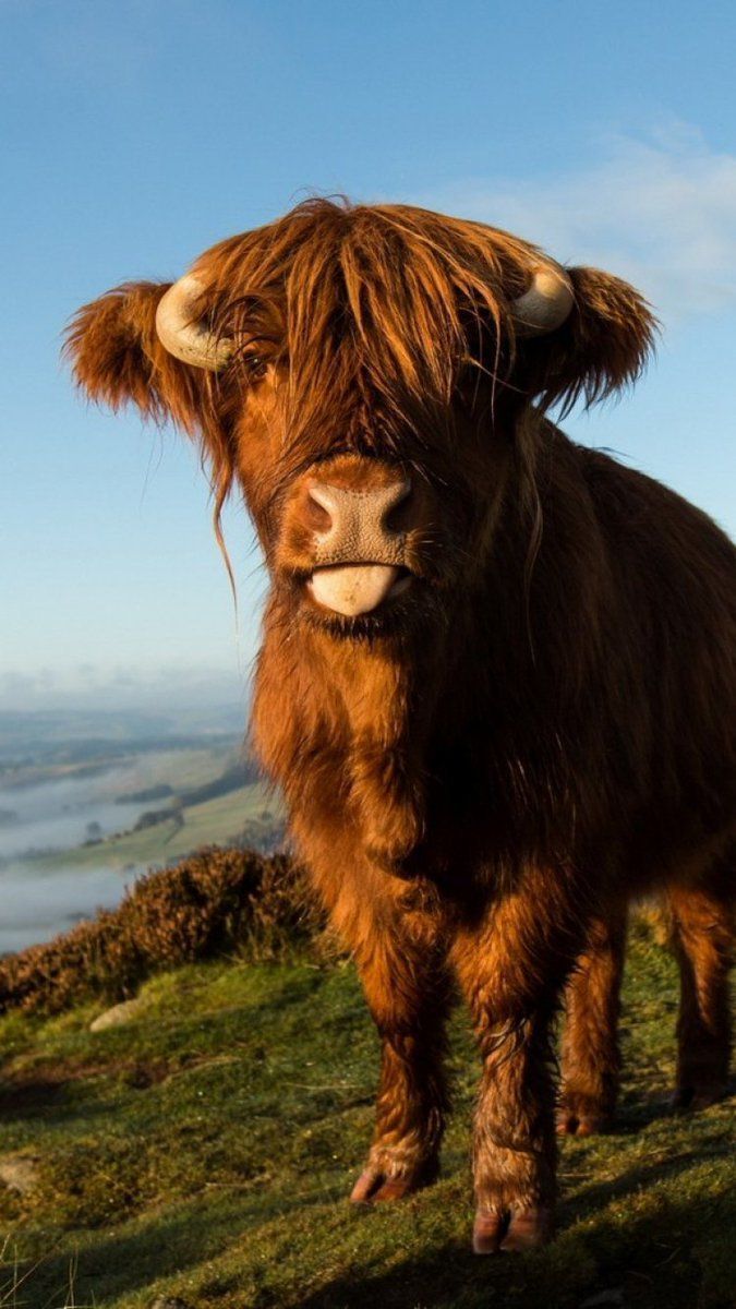 A shaggy brown cow standing on top of a lush green hillside. - Cow
