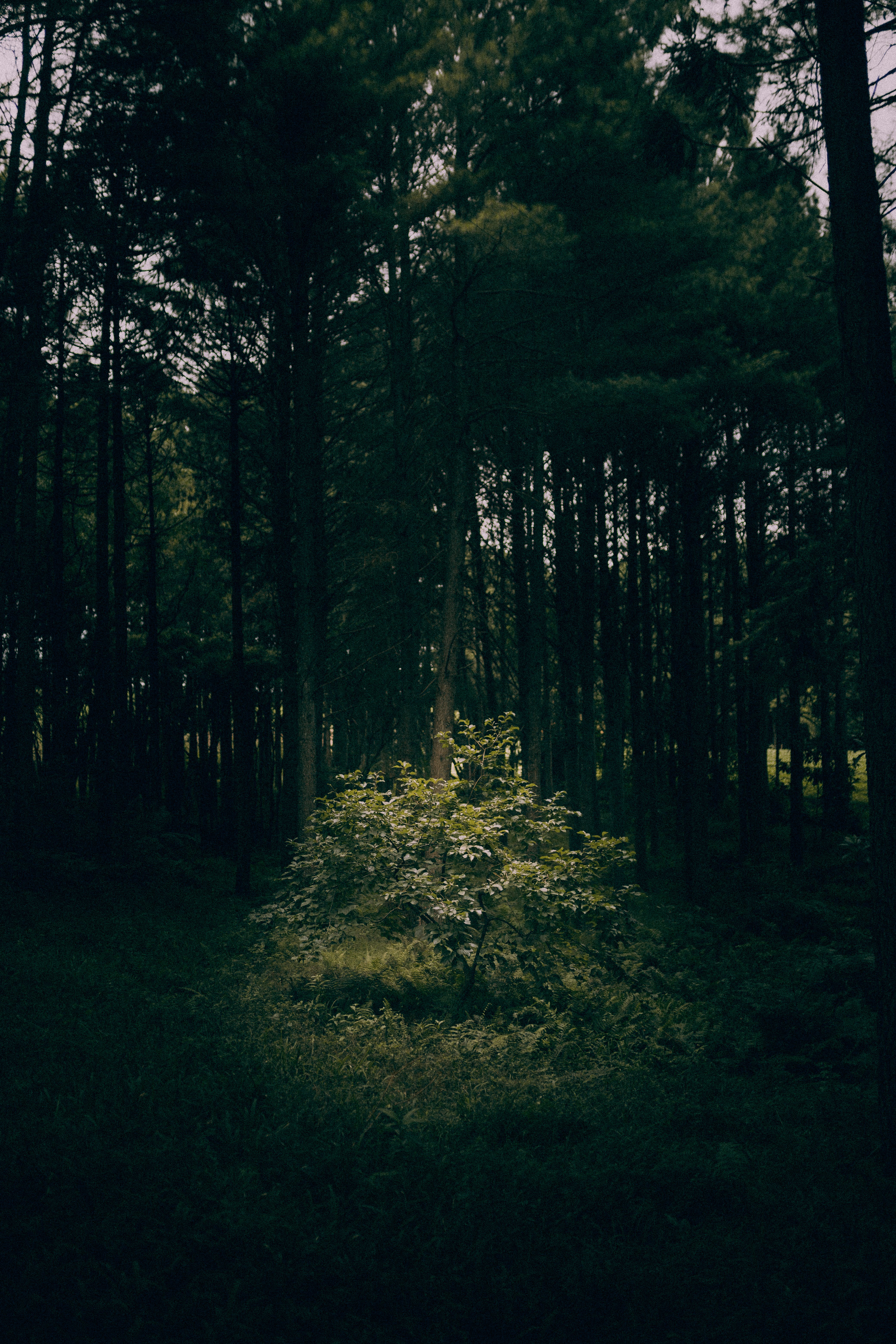 A dark forest with a small patch of sunlight on a mound of dirt. - Woods
