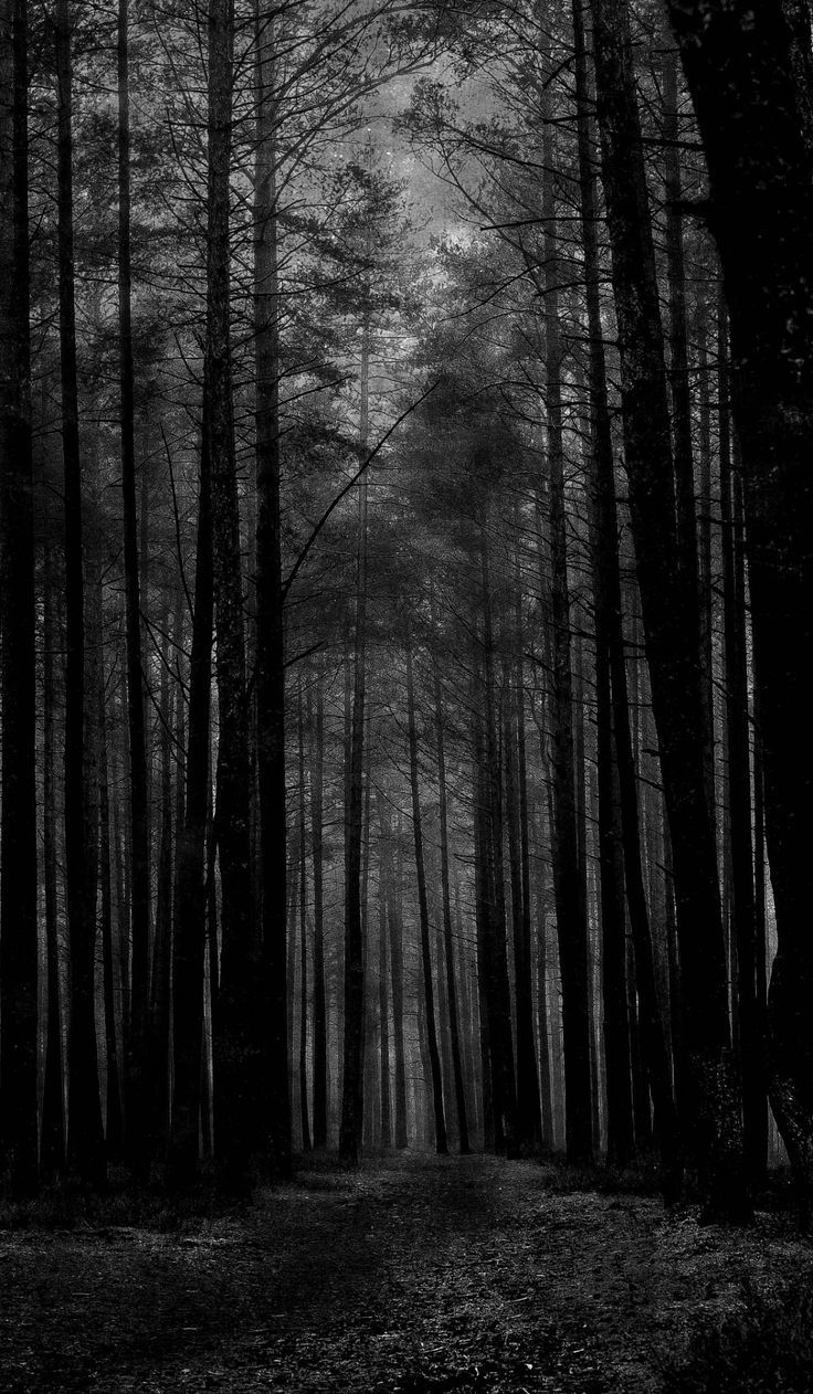 A black and white photo of a forest with tall trees - Woods
