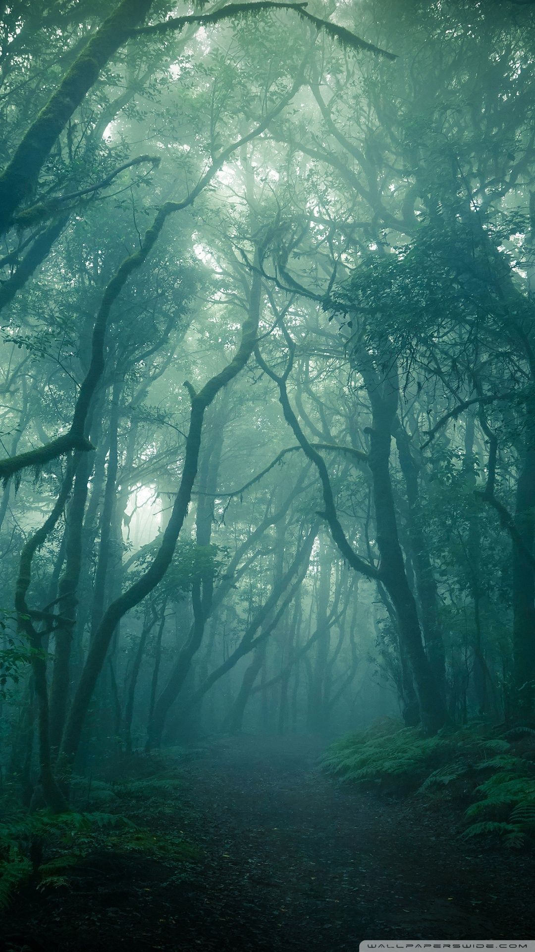 Forest in the fog wallpaper 1242x2208 for iPhone 8 - Woods
