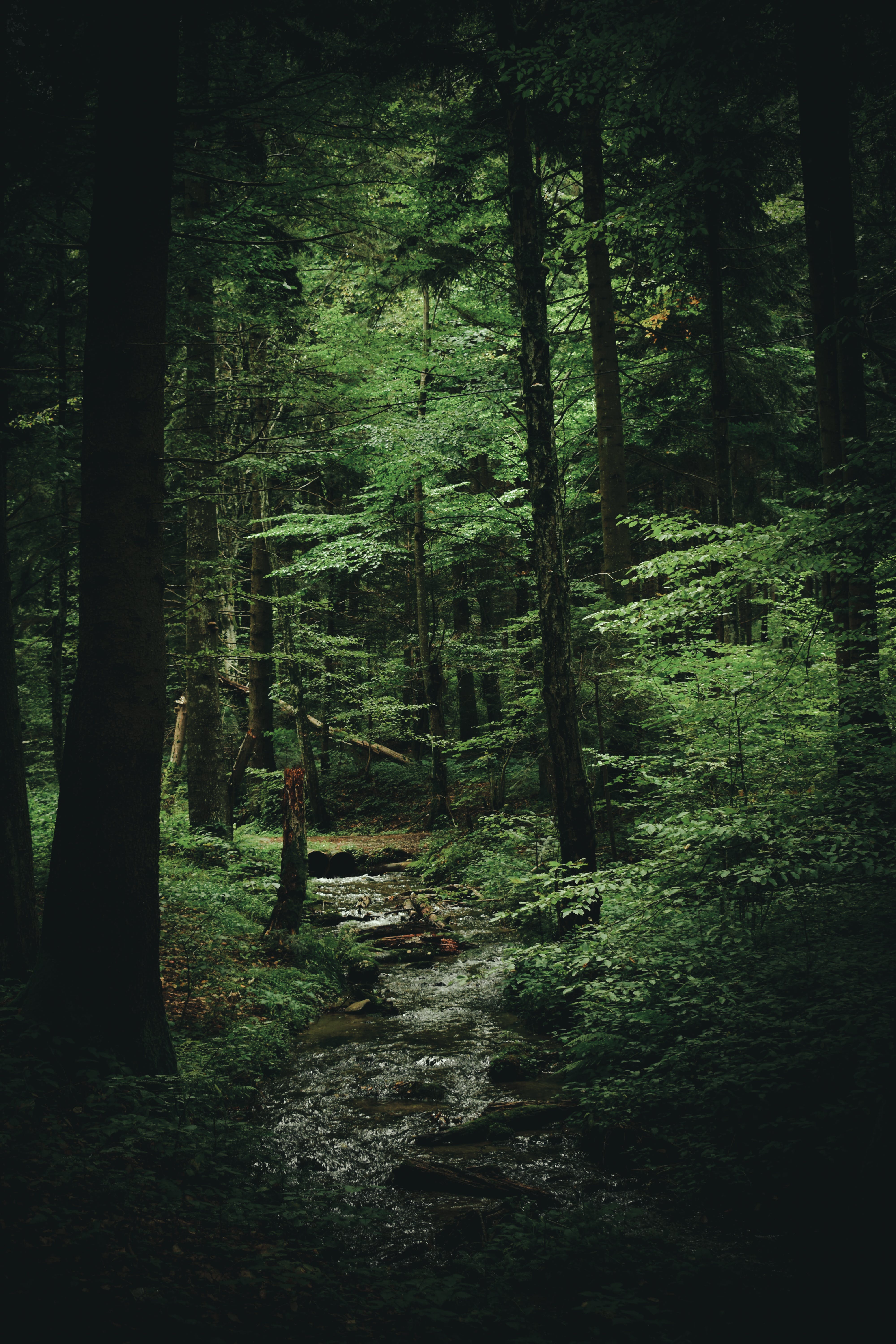 A dark forest with a small stream running through it. - Woods