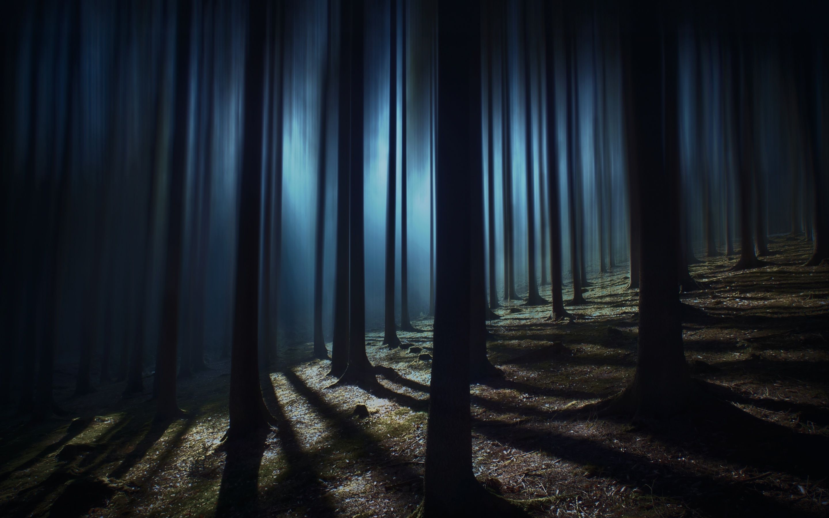 Dark Forest Wallpaper 4K, Woods, Night