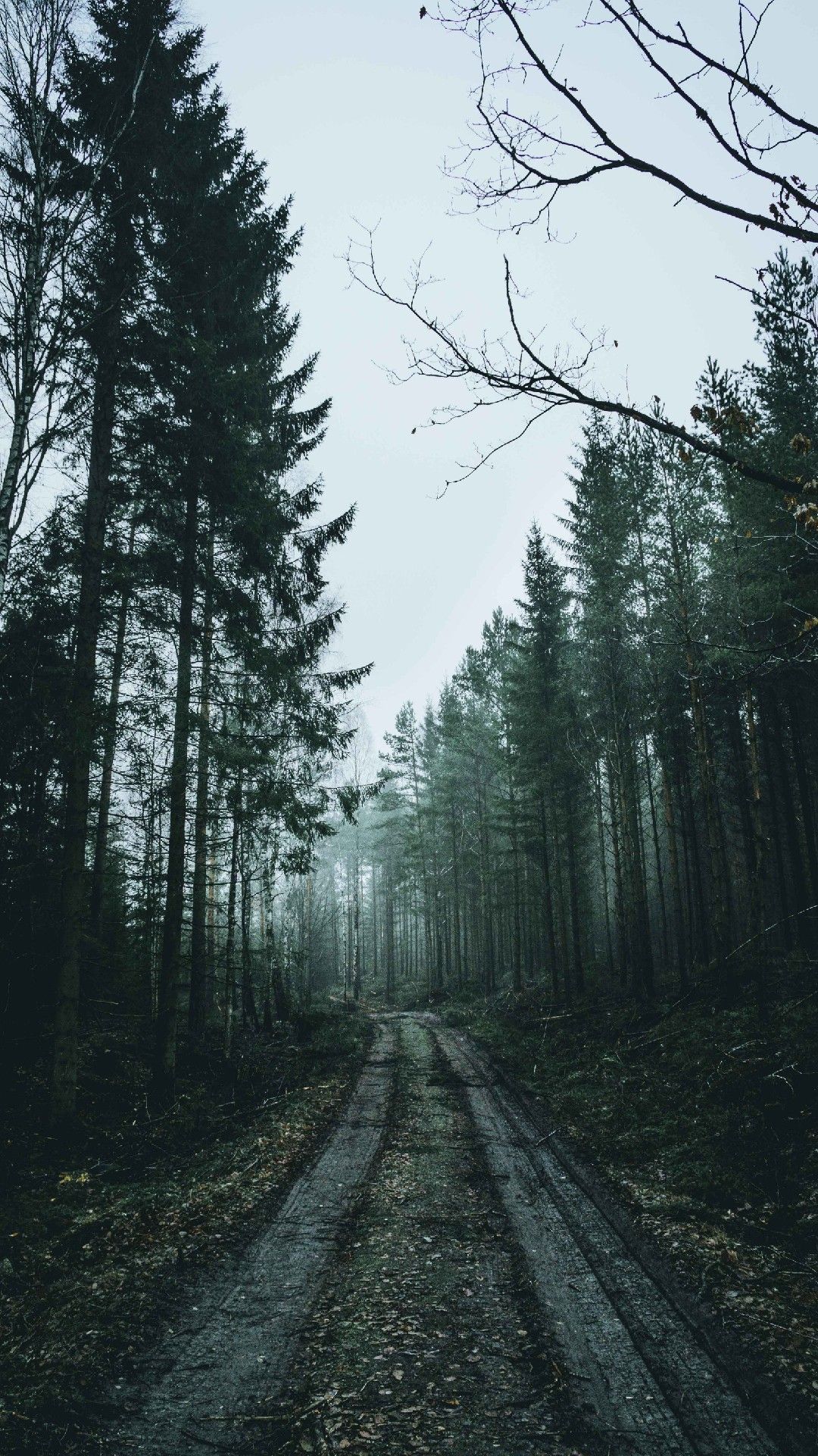 A dirt road through a forest of tall trees - Woods