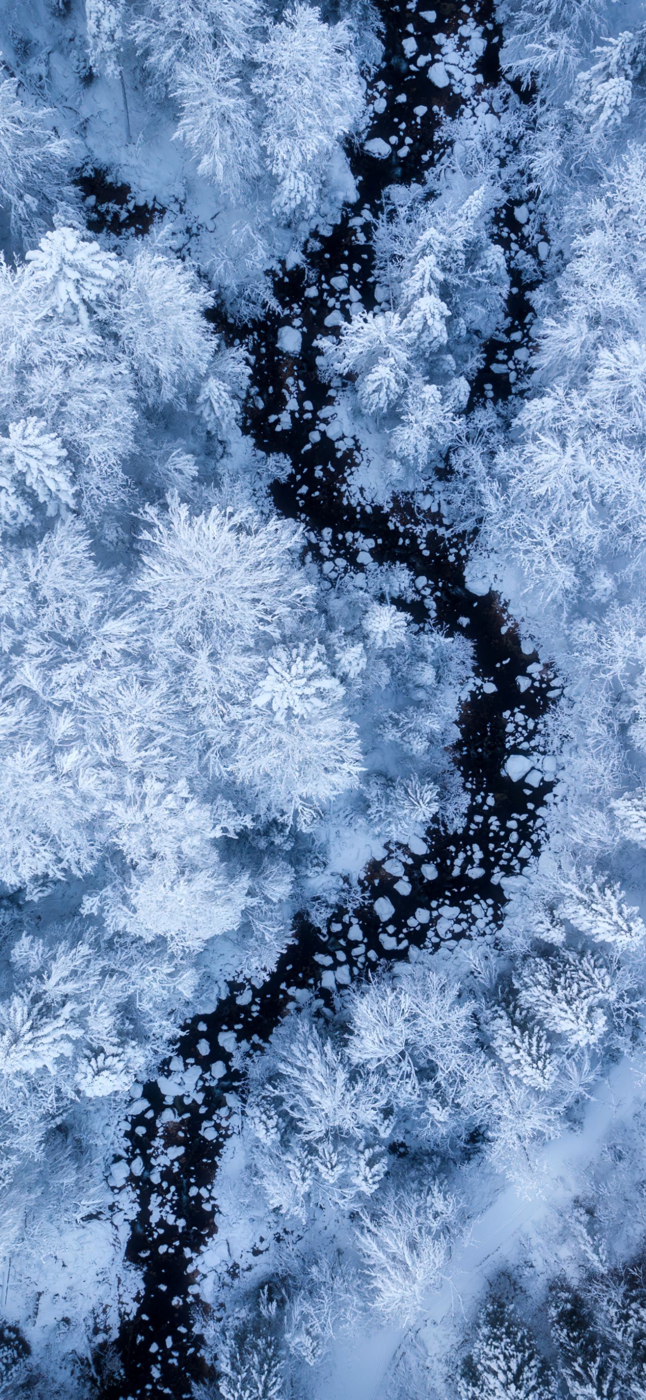 Snow covered winter forest aerial view