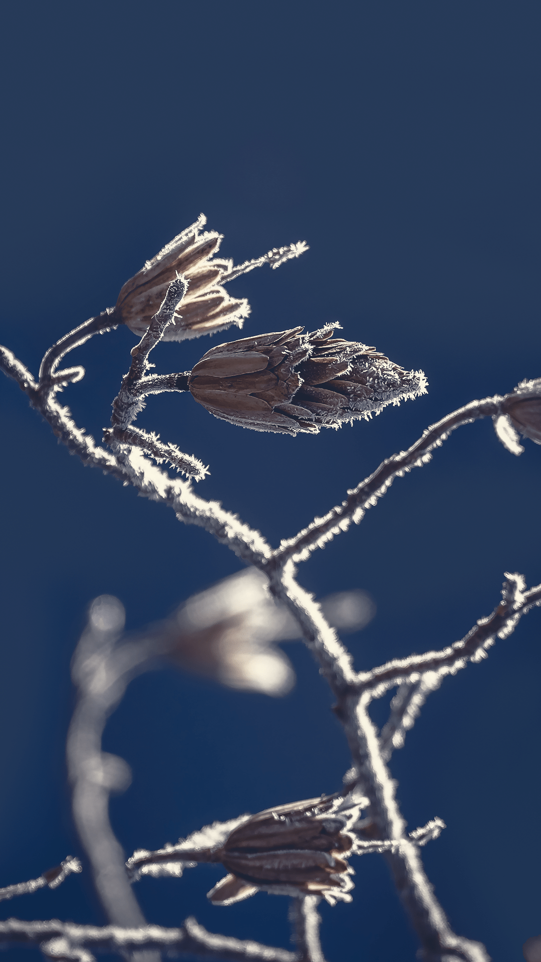 Winter Night Wallpaper for Phone