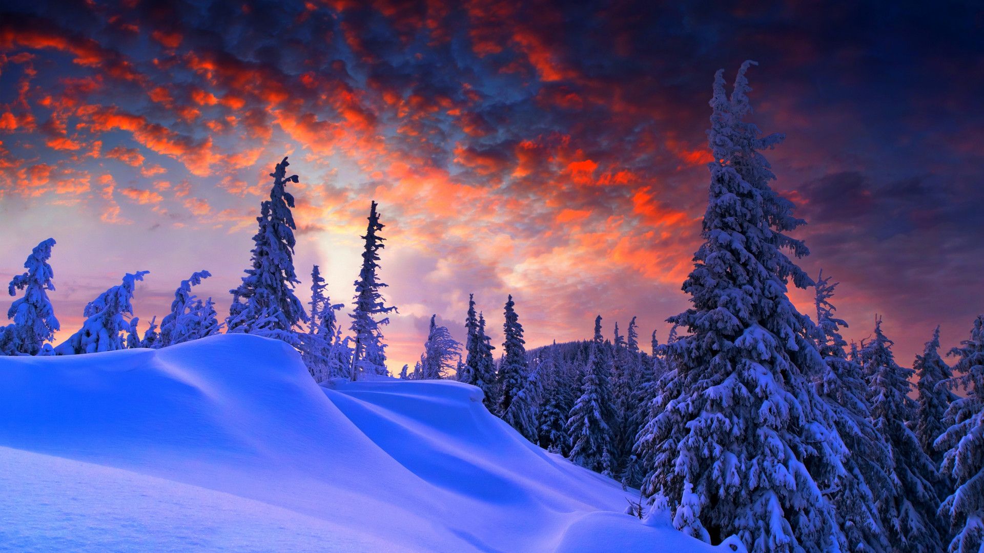 Wallpaper forest, snow, winter, sunrise