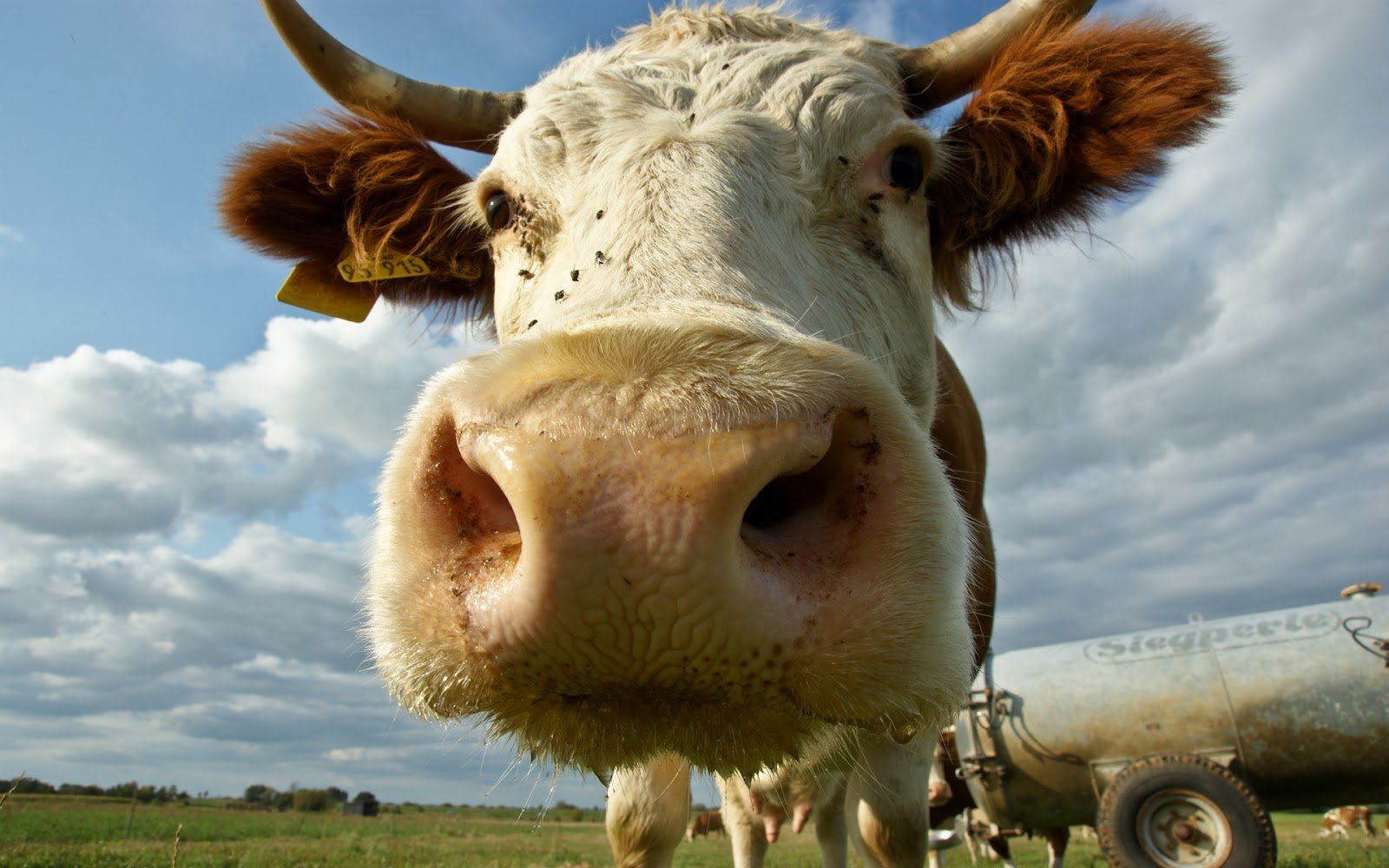 A cow is looking at the camera - Cow