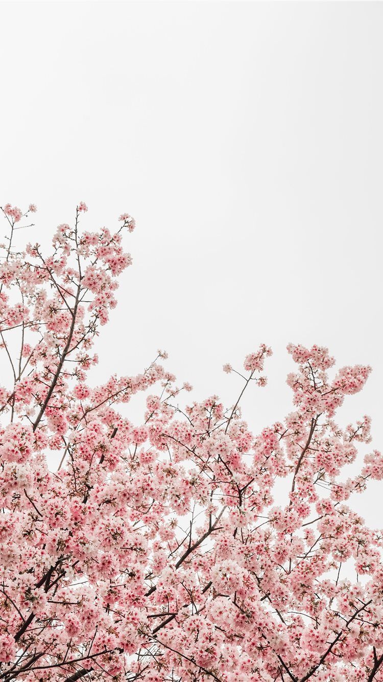Aesthetic pink cherry blossom iPhone wallpaper - Blush