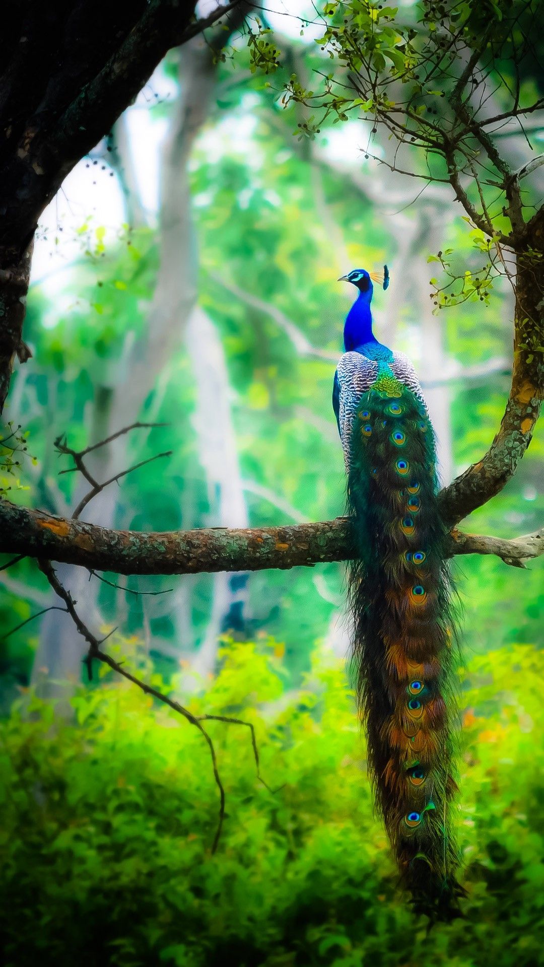 Peacock on a tree branch wallpaper 1080x1920 for iPhone 6 - Peacock