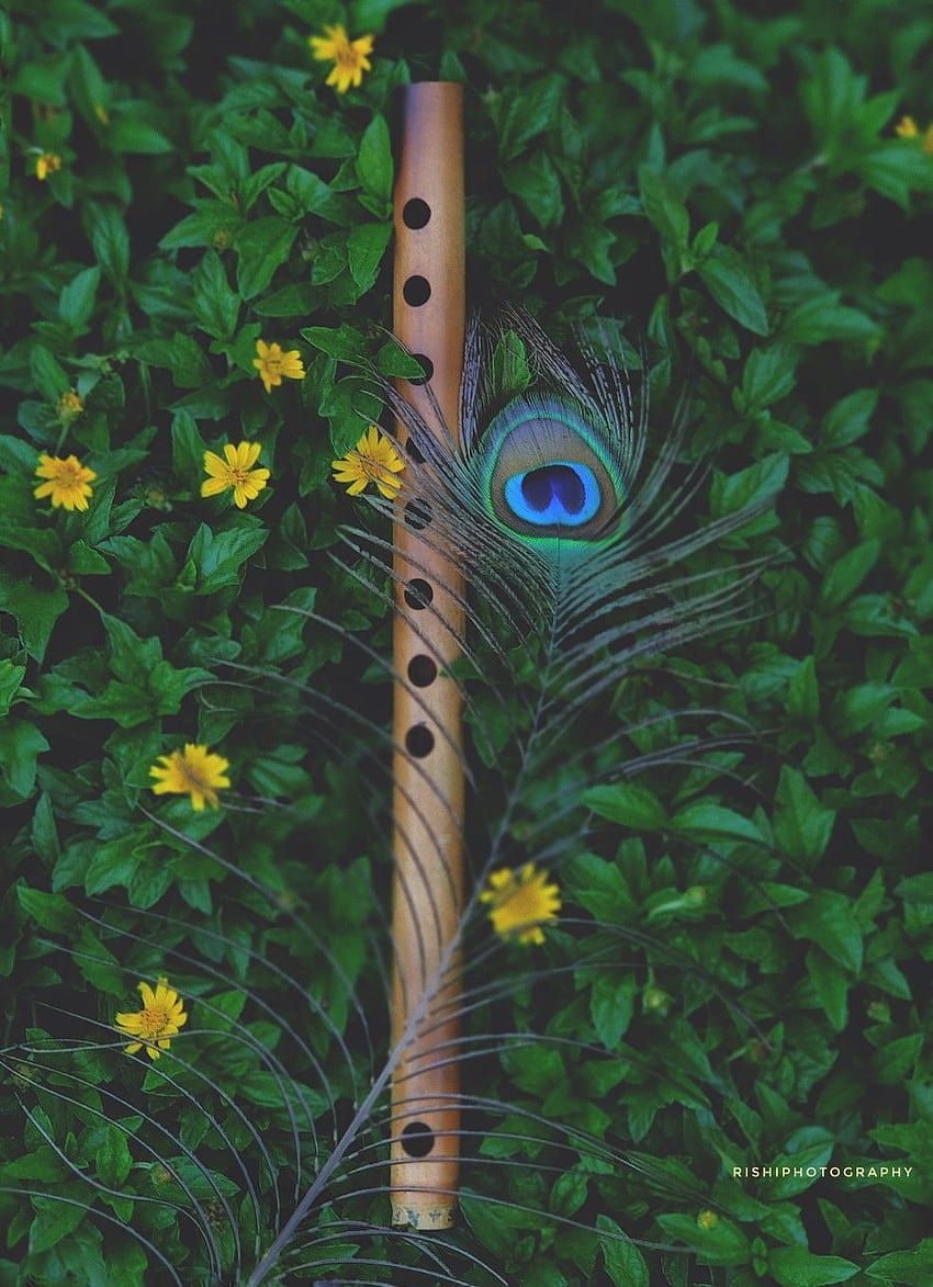 A flute with a peacock feather resting on it. - Peacock