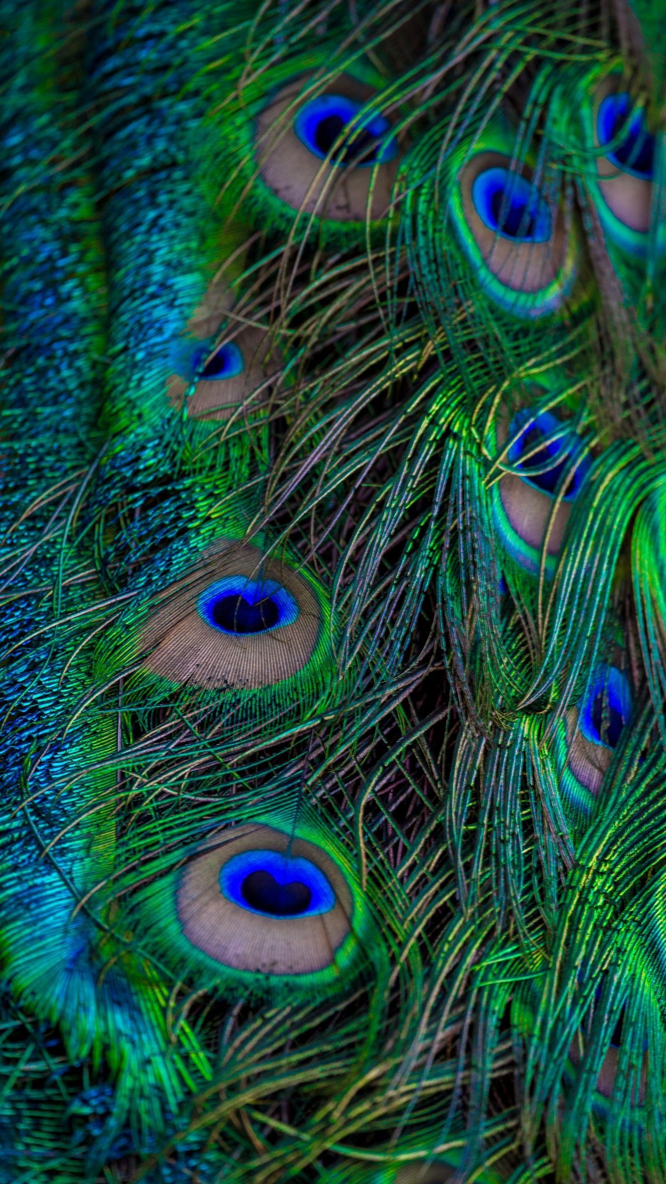 A close up of a peacock's feathers showing the blue and green colors. - Peacock