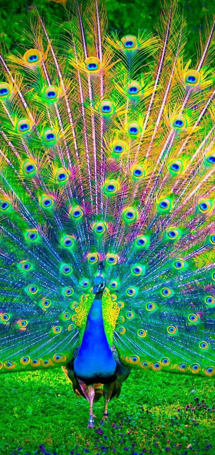 Peacock wallpaper, Birds wallpaper HD