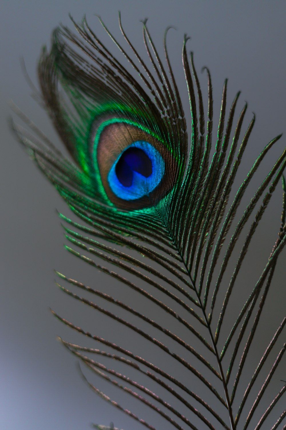 A close up of a peacock feather on a gray background. - Peacock