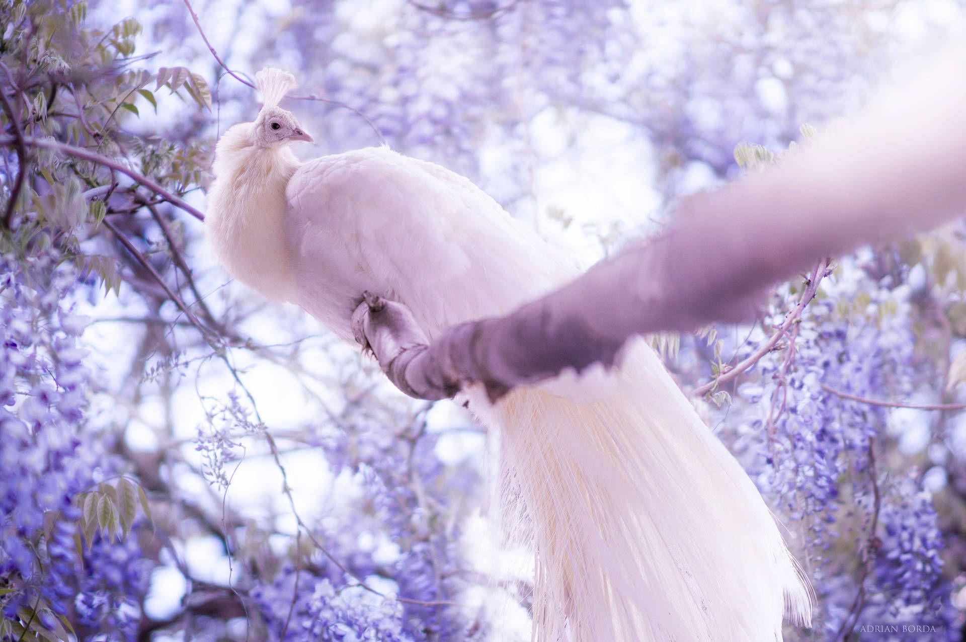 A white peacock sitting on a tree branch - Peacock