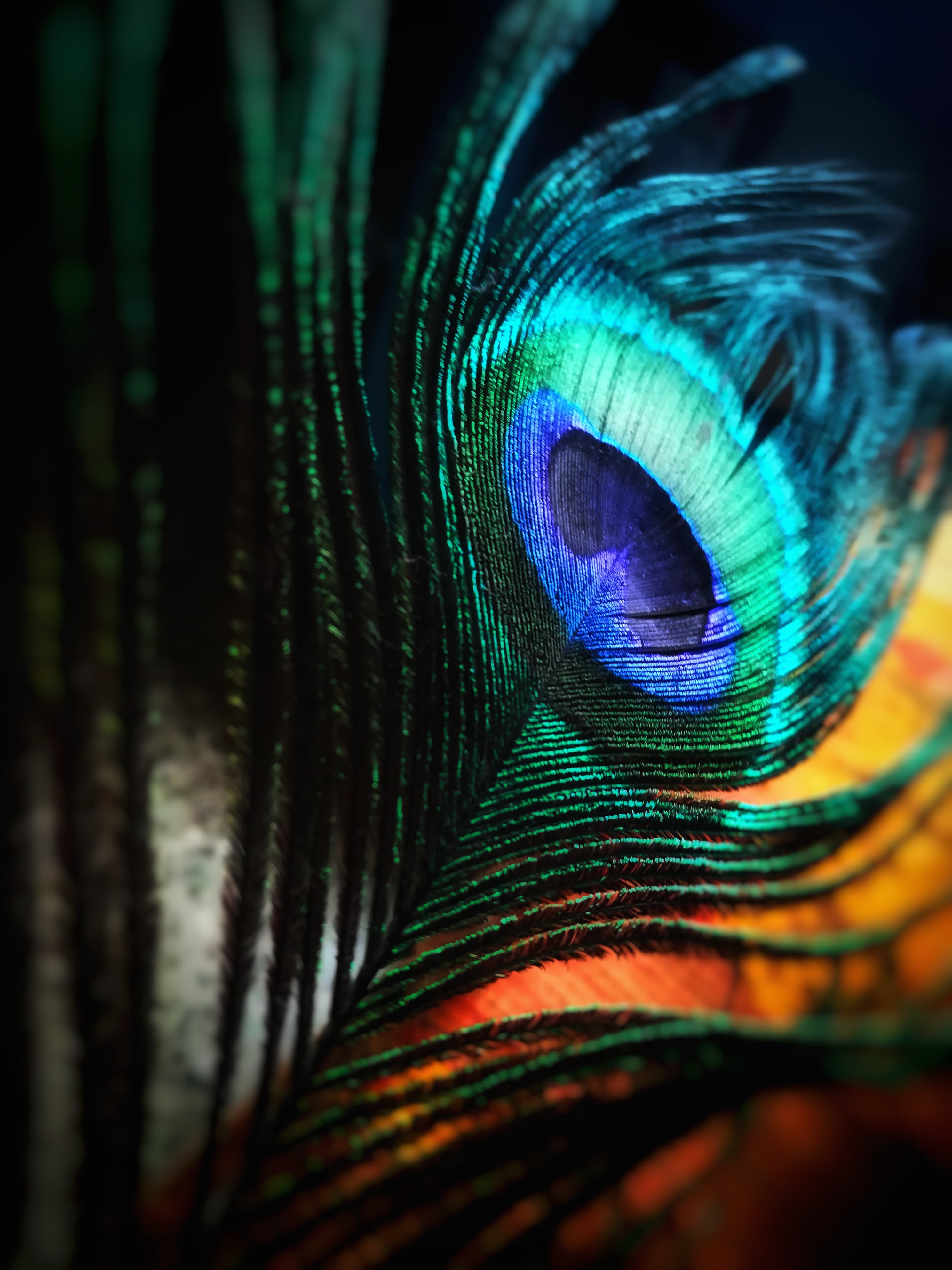 Peacock Feather & HD Image