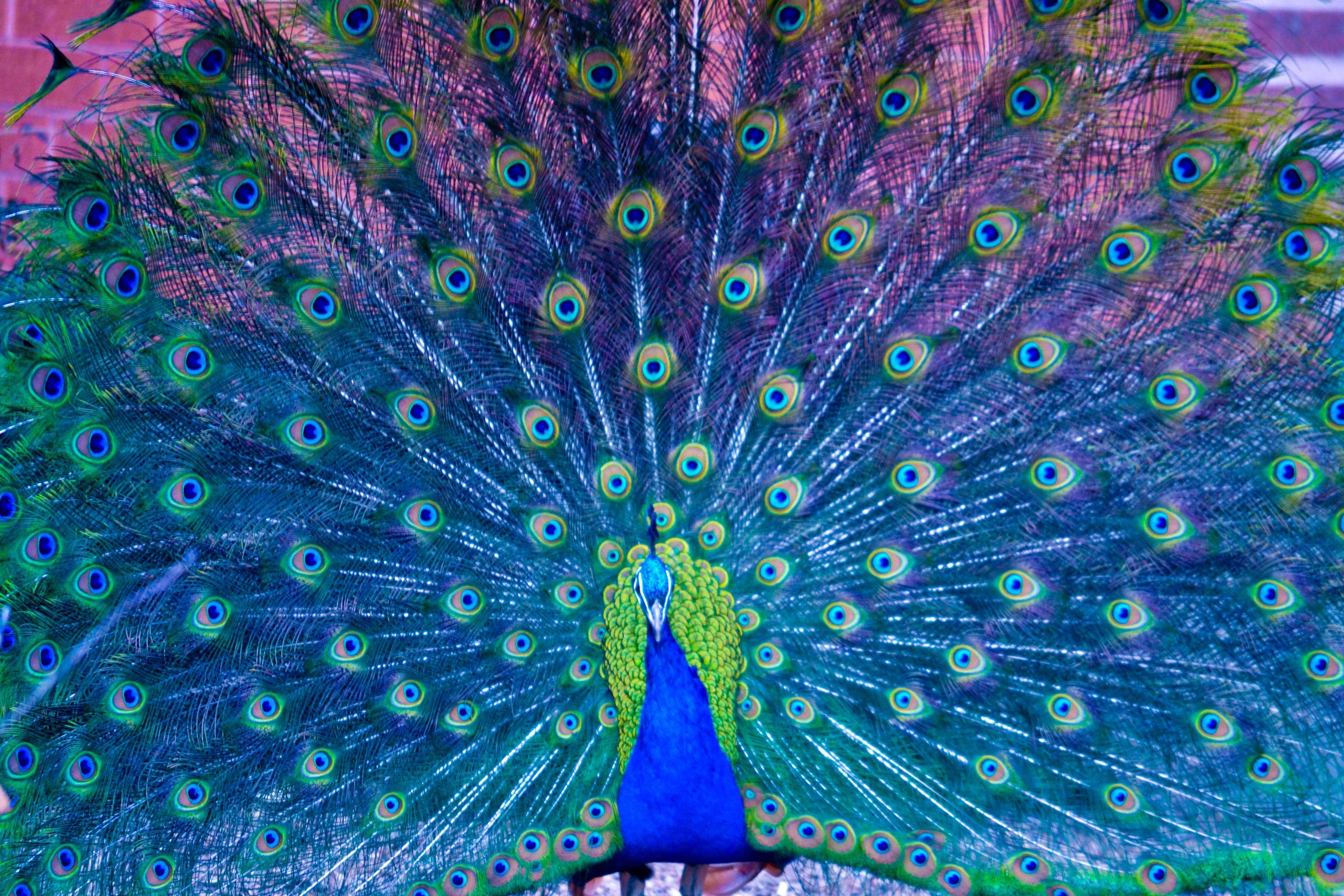 Beautiful Peacock Wallpaper Free