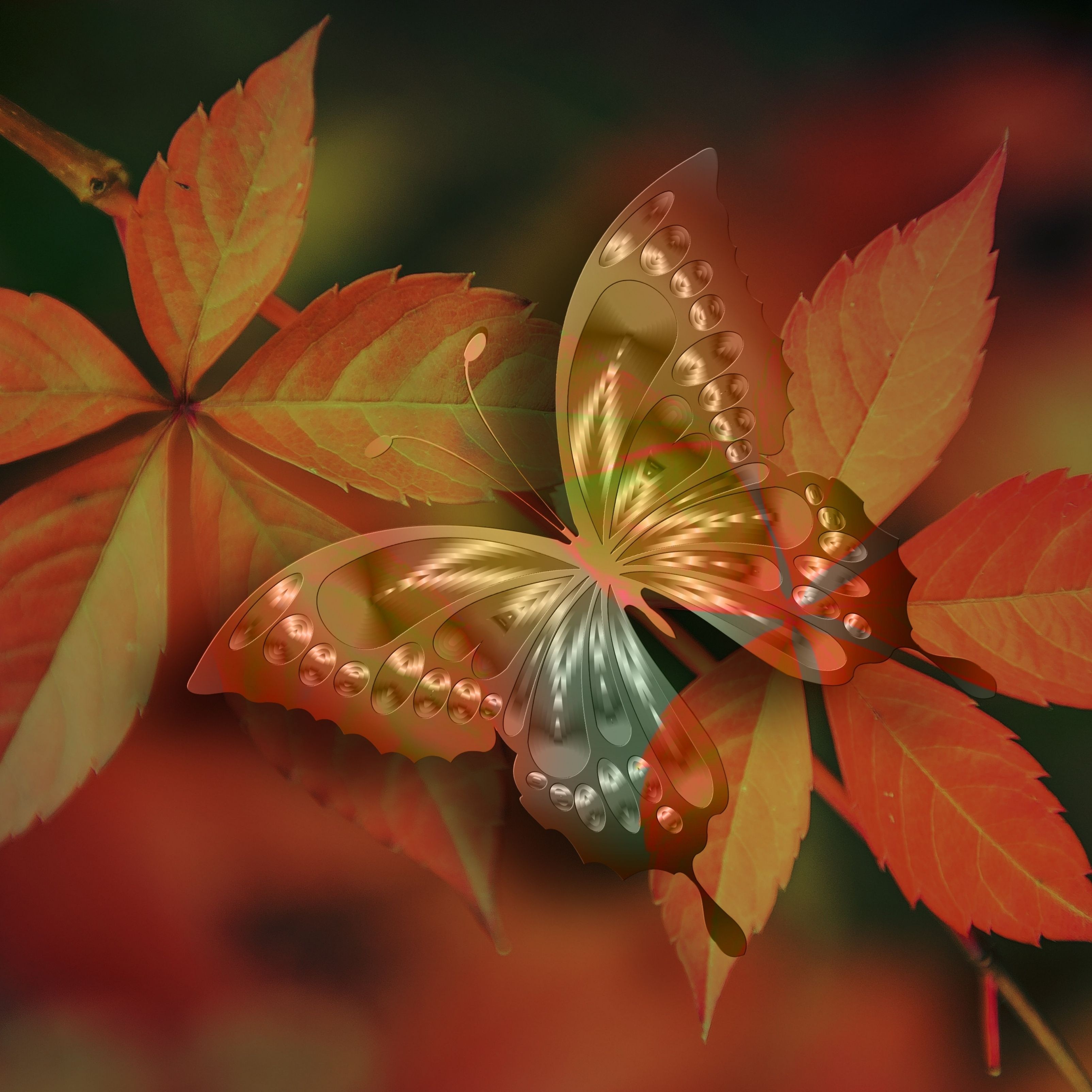 A butterfly sits on a red leaf. - HD