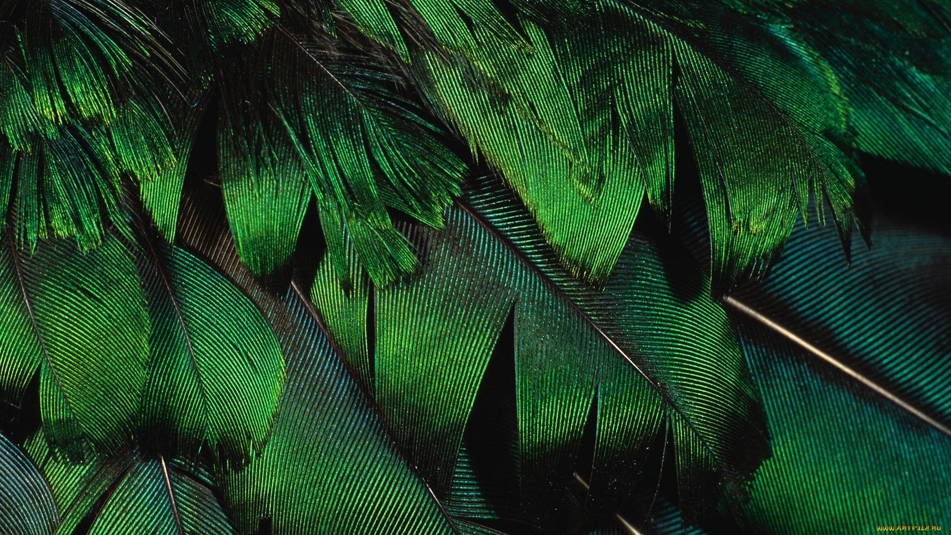 A close up of green feathers - HD