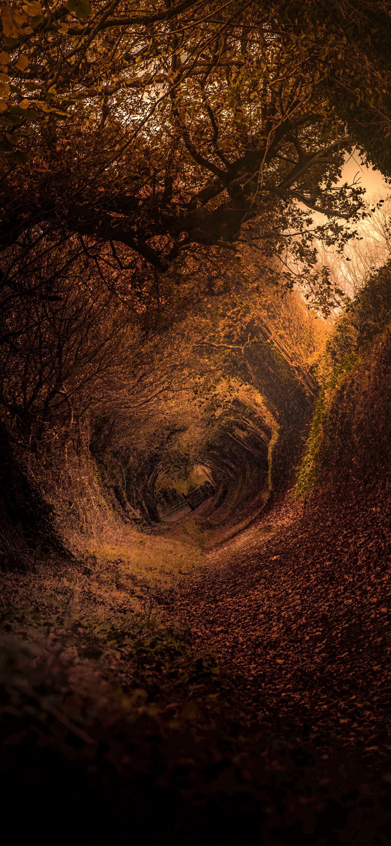 A tunnel with trees and leaves on the ground - Magic