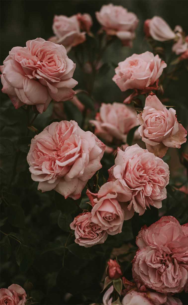 A close up of some pink roses - Blush
