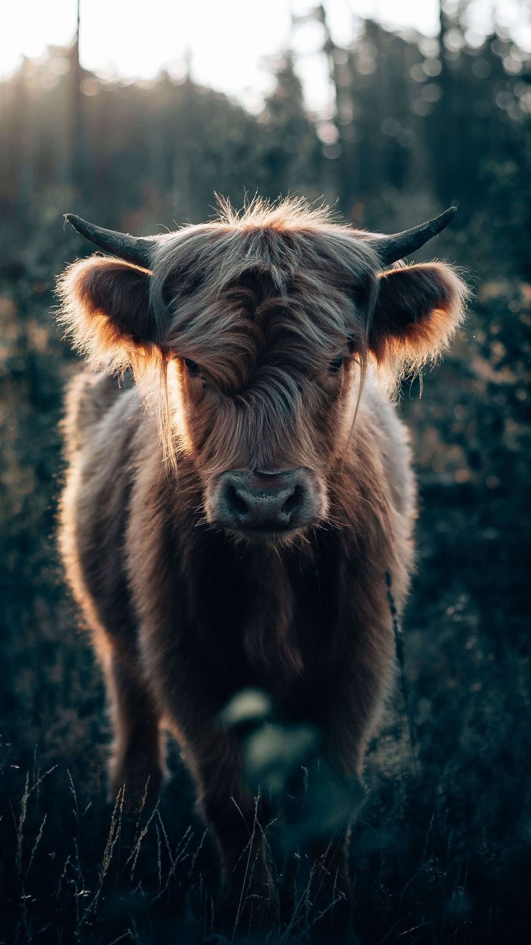 A bull standing in the woods - Cow