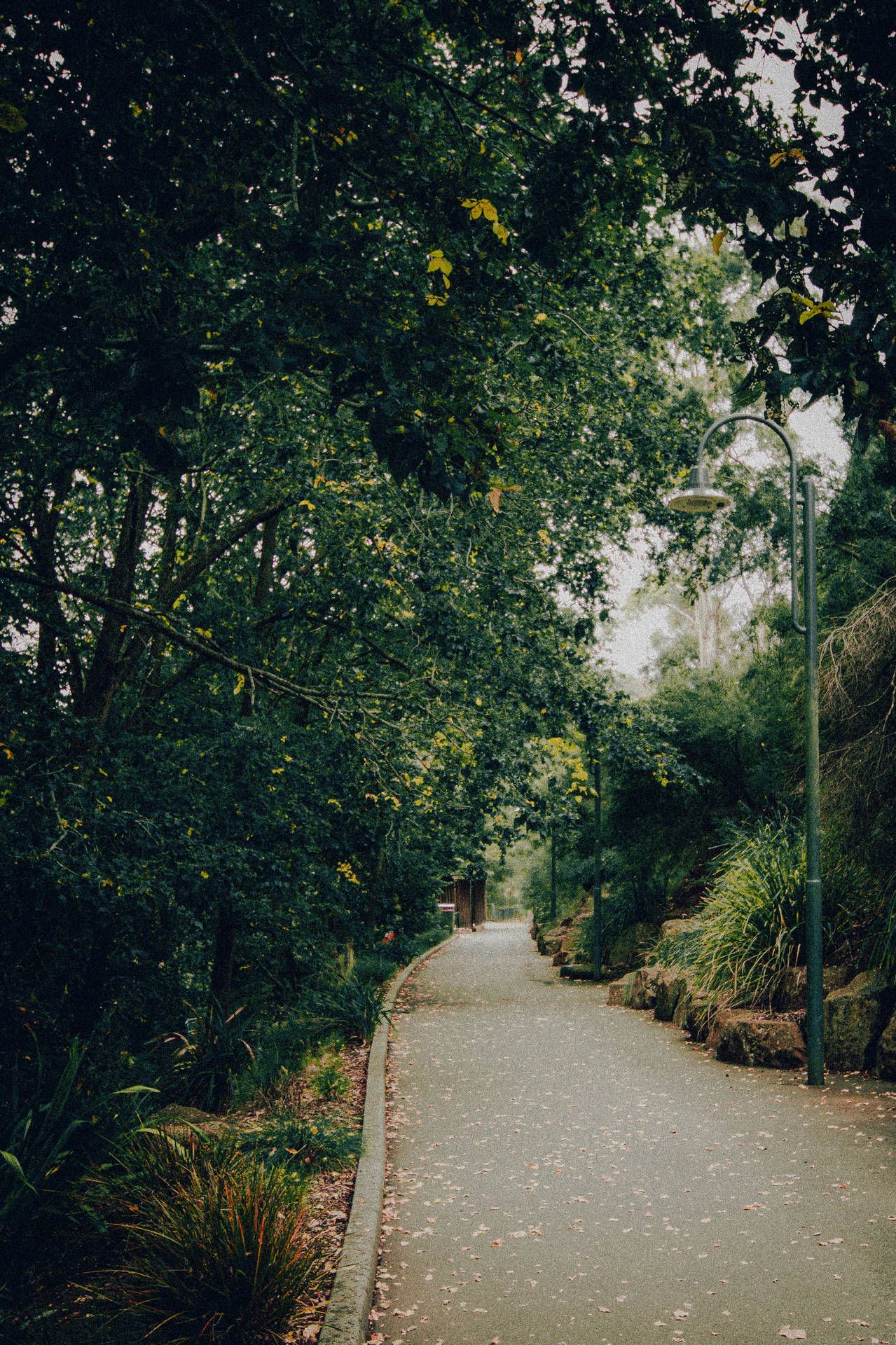 A pathway surrounded by trees - Outdoors