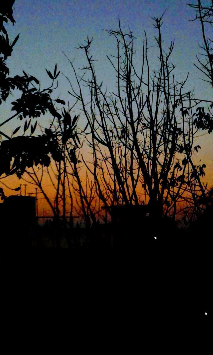 A sunset is seen through the branches of trees. - Outdoors