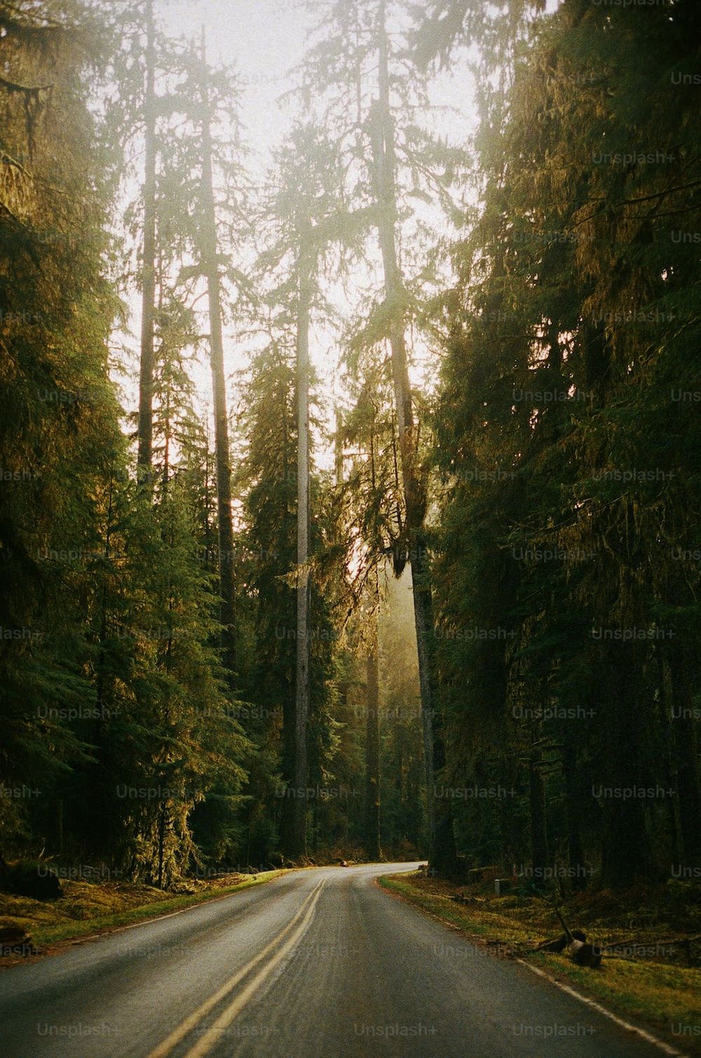 Road trip through the forest - Outdoors