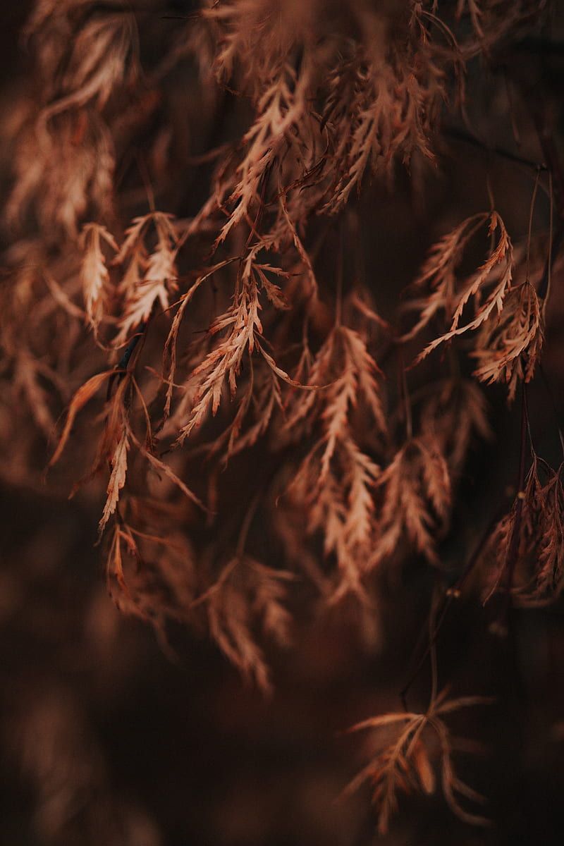 Branch, leaves, dry, macro, brown, HD