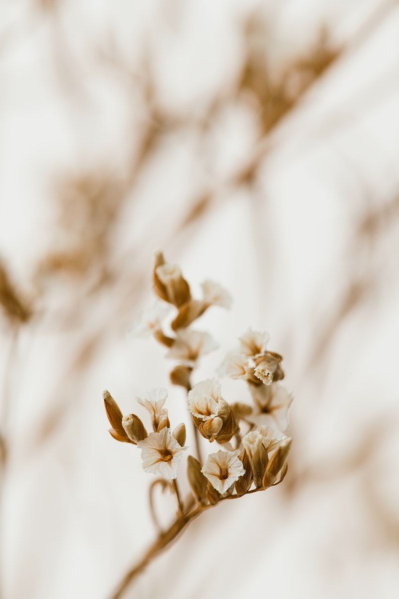 Dried white statice flower macro shot