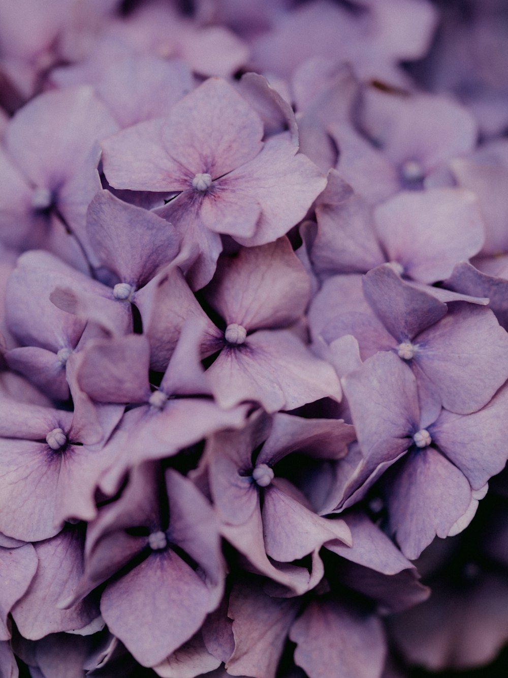 Purple flower in macro shot photo