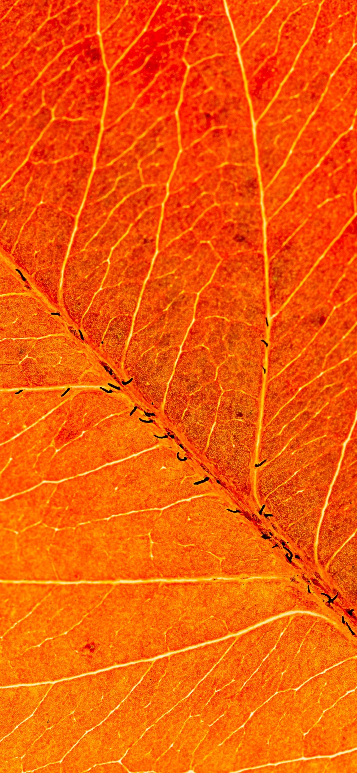 A close-up of an orange leaf with a brief description of at least 20 words but no longer than 50 words and a list of tags that contains 15 tags that can be used to describe this image. - Macro
