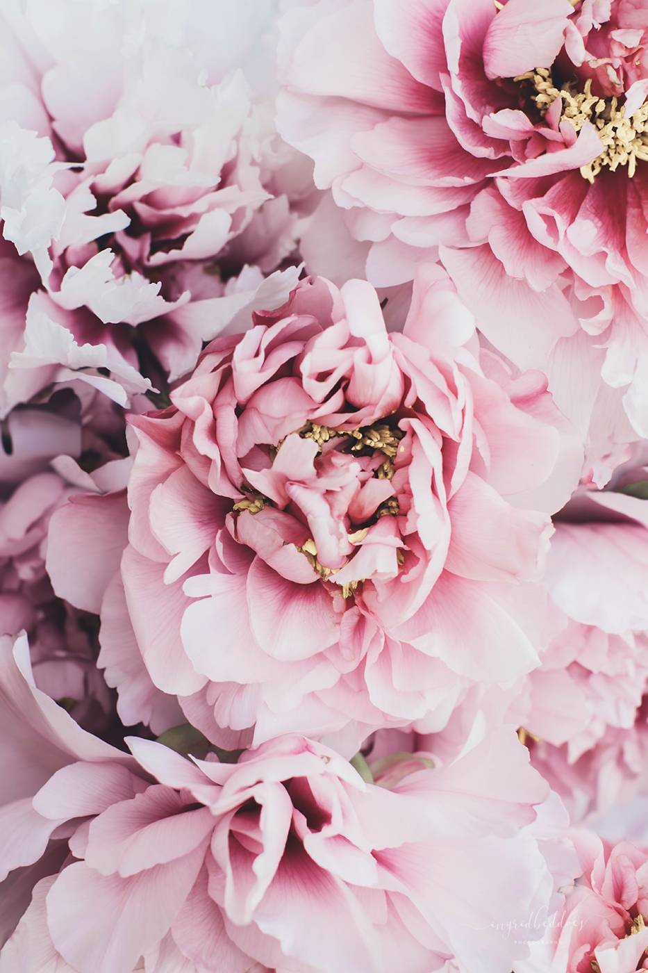 Flower Photography: Pink Blush Peonies. Ingrid Beddoes Photography