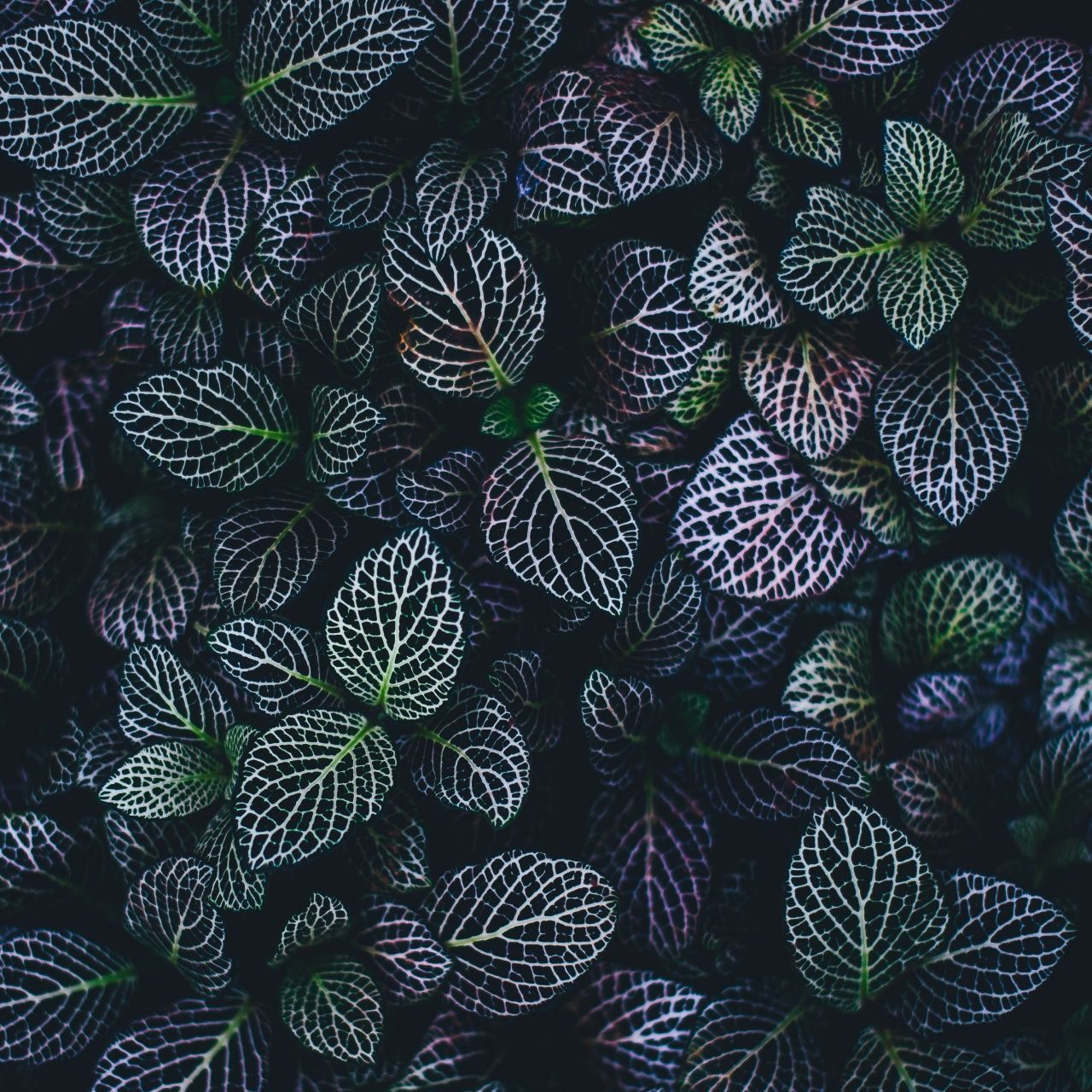 Leaves Wallpaper 4K, Plant, Botanical