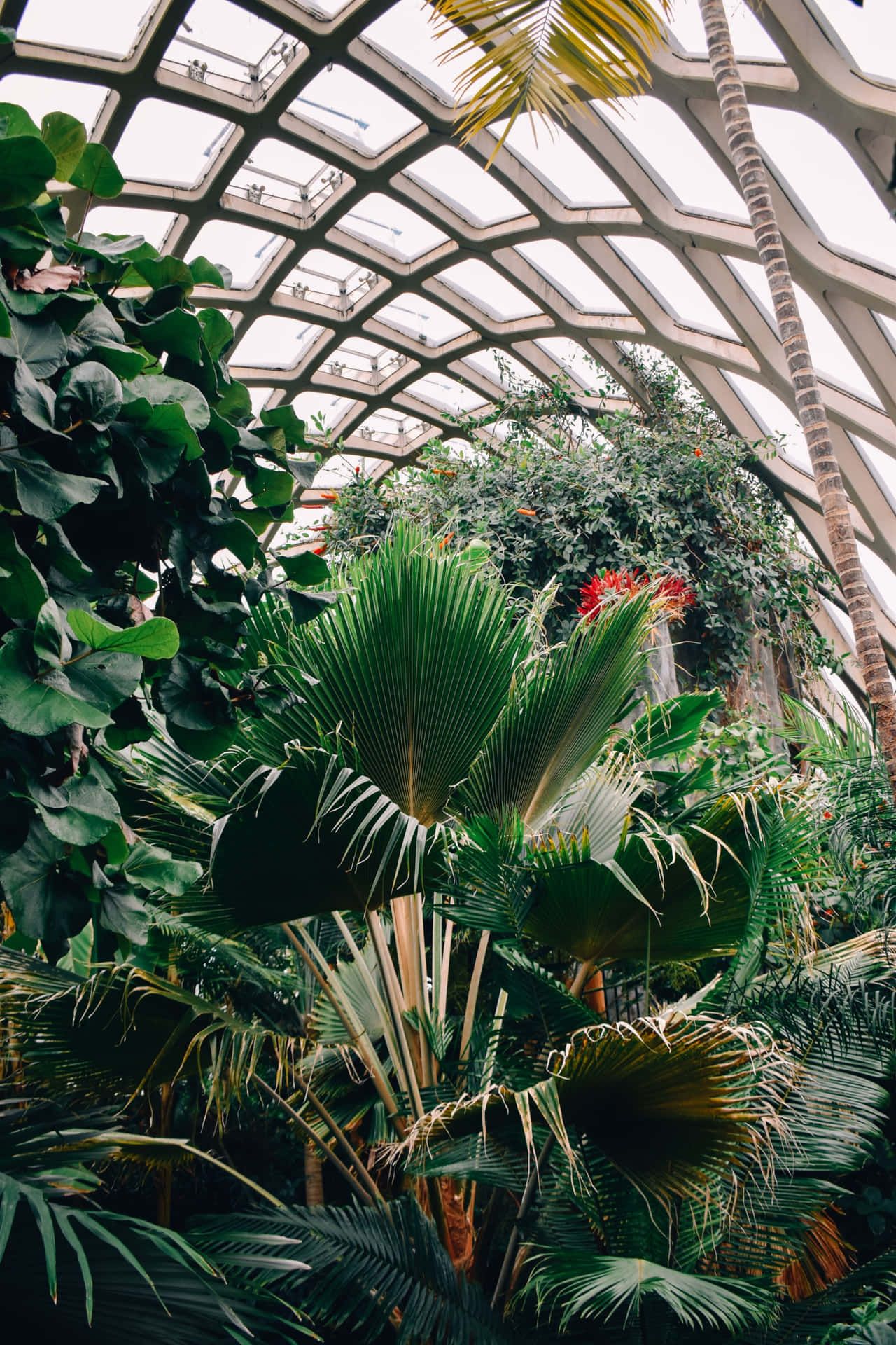 A large indoor greenhouse with tall palm trees and other tropical plants. - Botanical