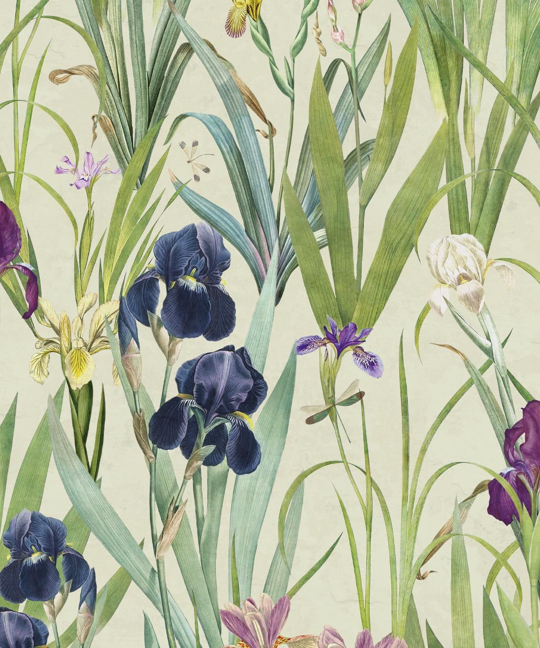 Iris Wallpaper • Floral Botanical