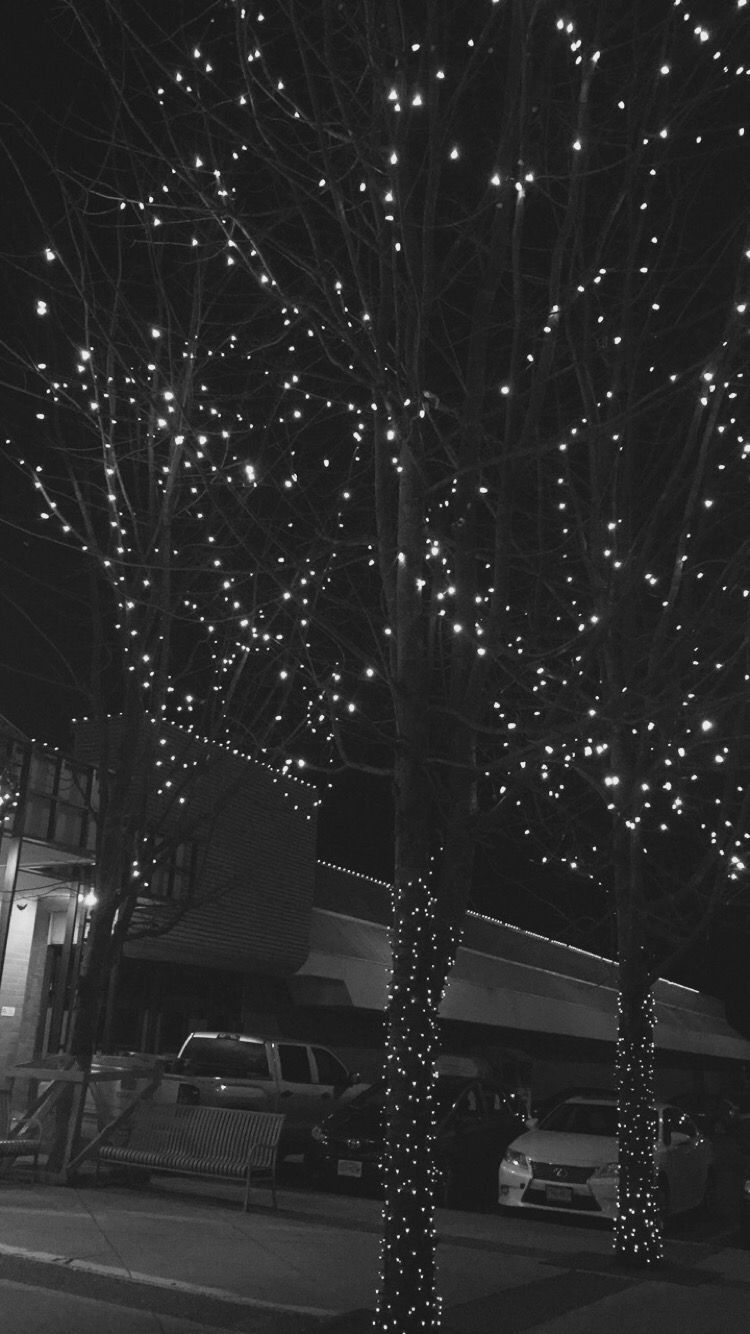 Fairy lights in trees #tree