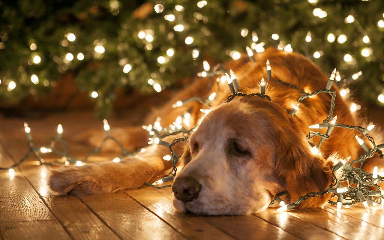 A dog lays on the floor in front of a Christmas tree with white lights. - Fairy lights